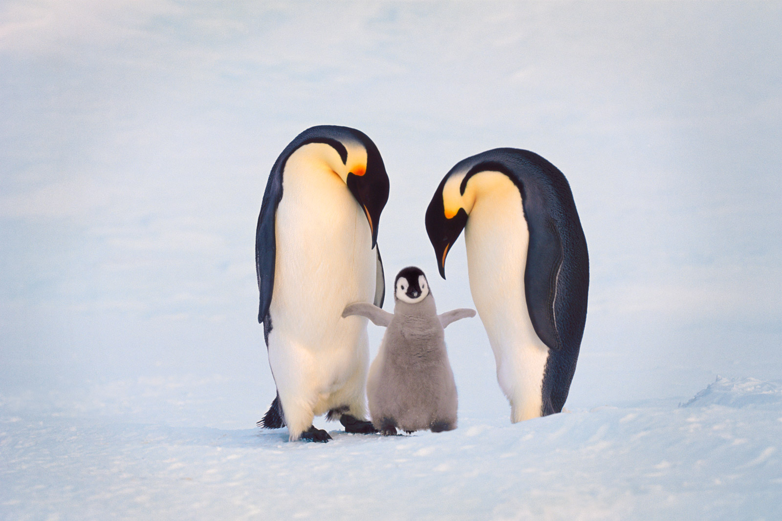 Emperor penguin family, Antarctica