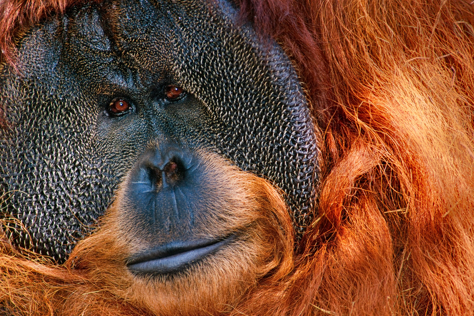 Bornean orangutan, native to Borneo