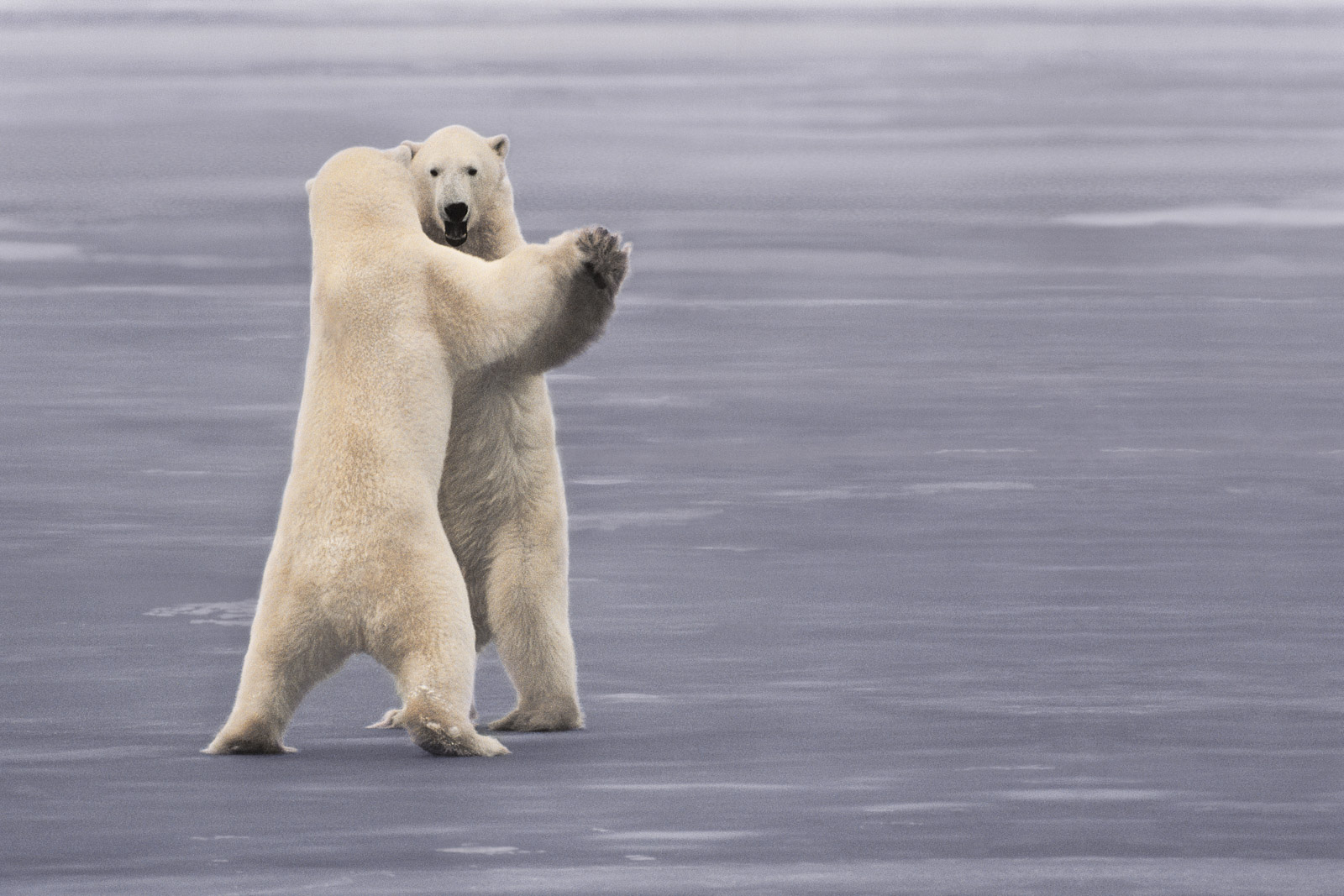 Polar bears sparring, Hudson Bay, Canada
