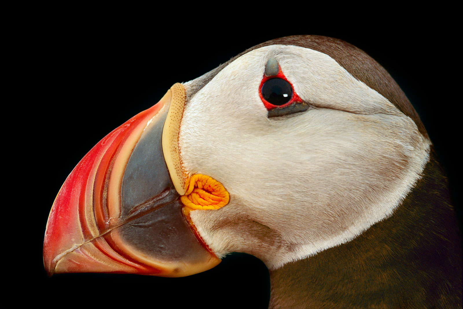 Atlantic puffin male, Norway