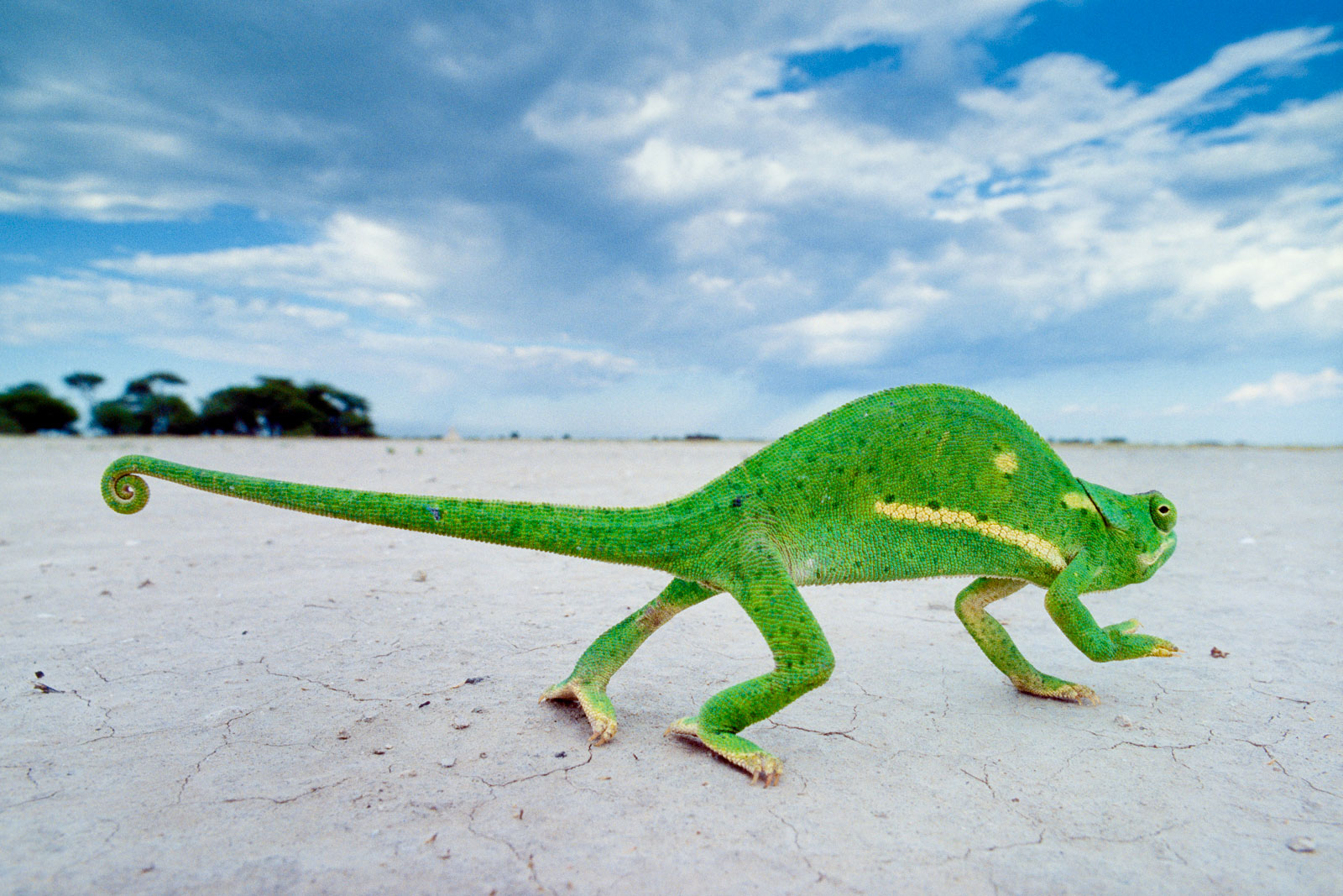 Flap-necked chameleon crossing salt pans, Makgadikgadi Pans, Botswana