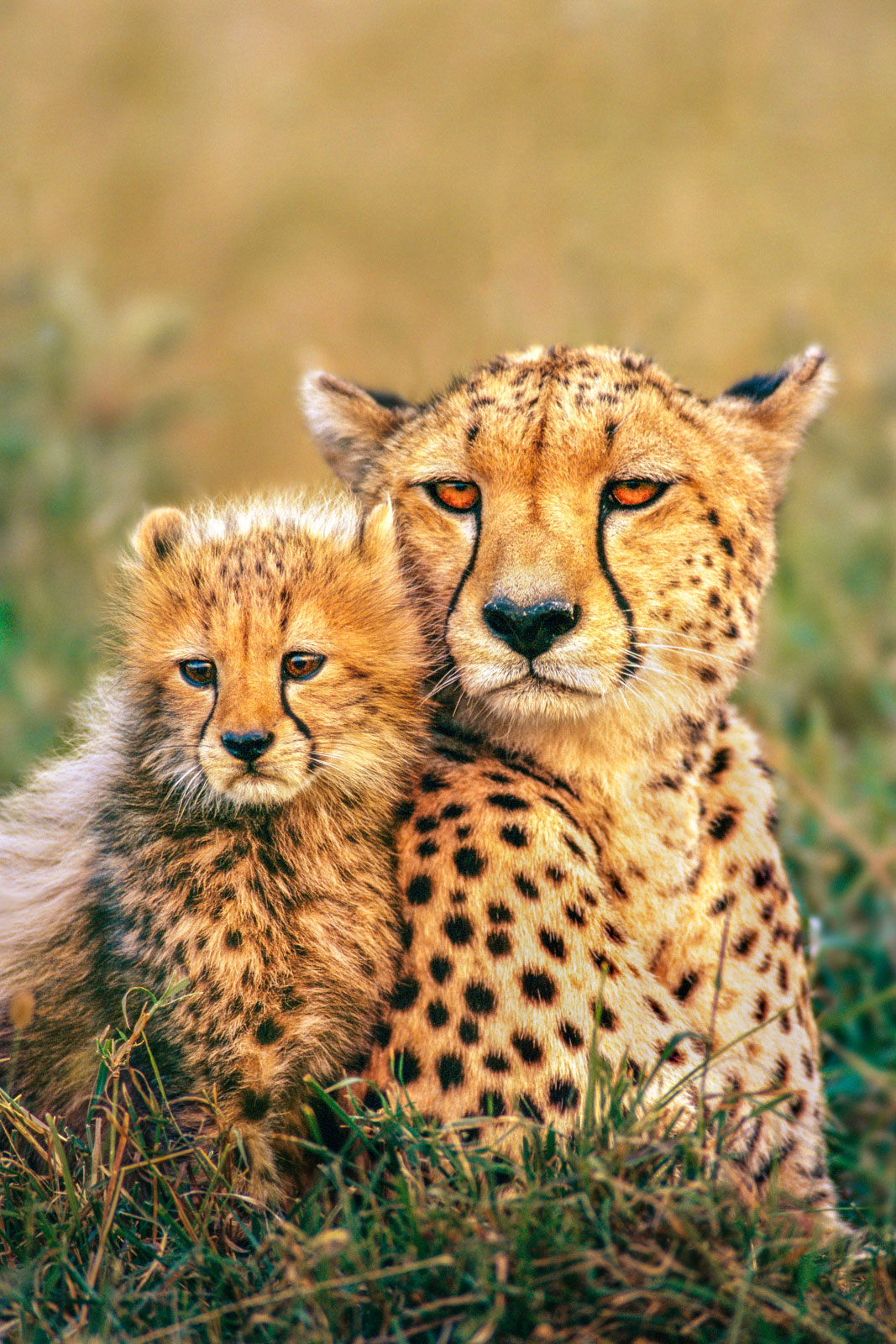 Cheetah and cub, Masai Mara Reserve, Kenya