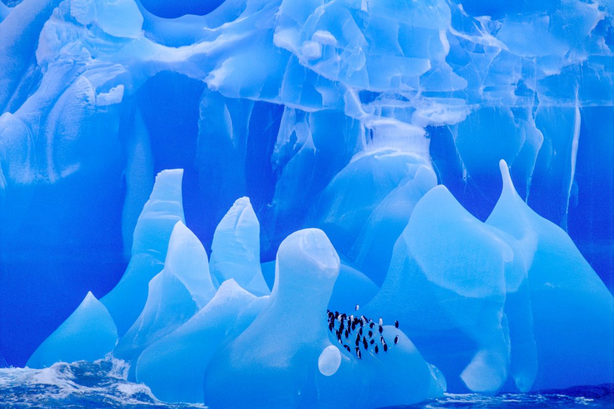 Frans Lanting Studio | Penguins