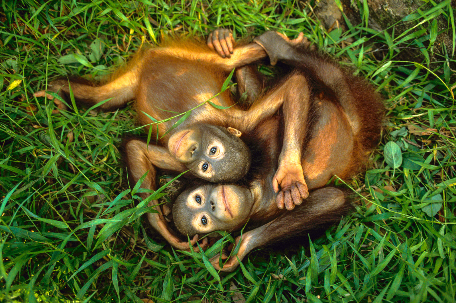 Orphaned bornean orangutans, Sepilok Reserve, Sabah, Borneo