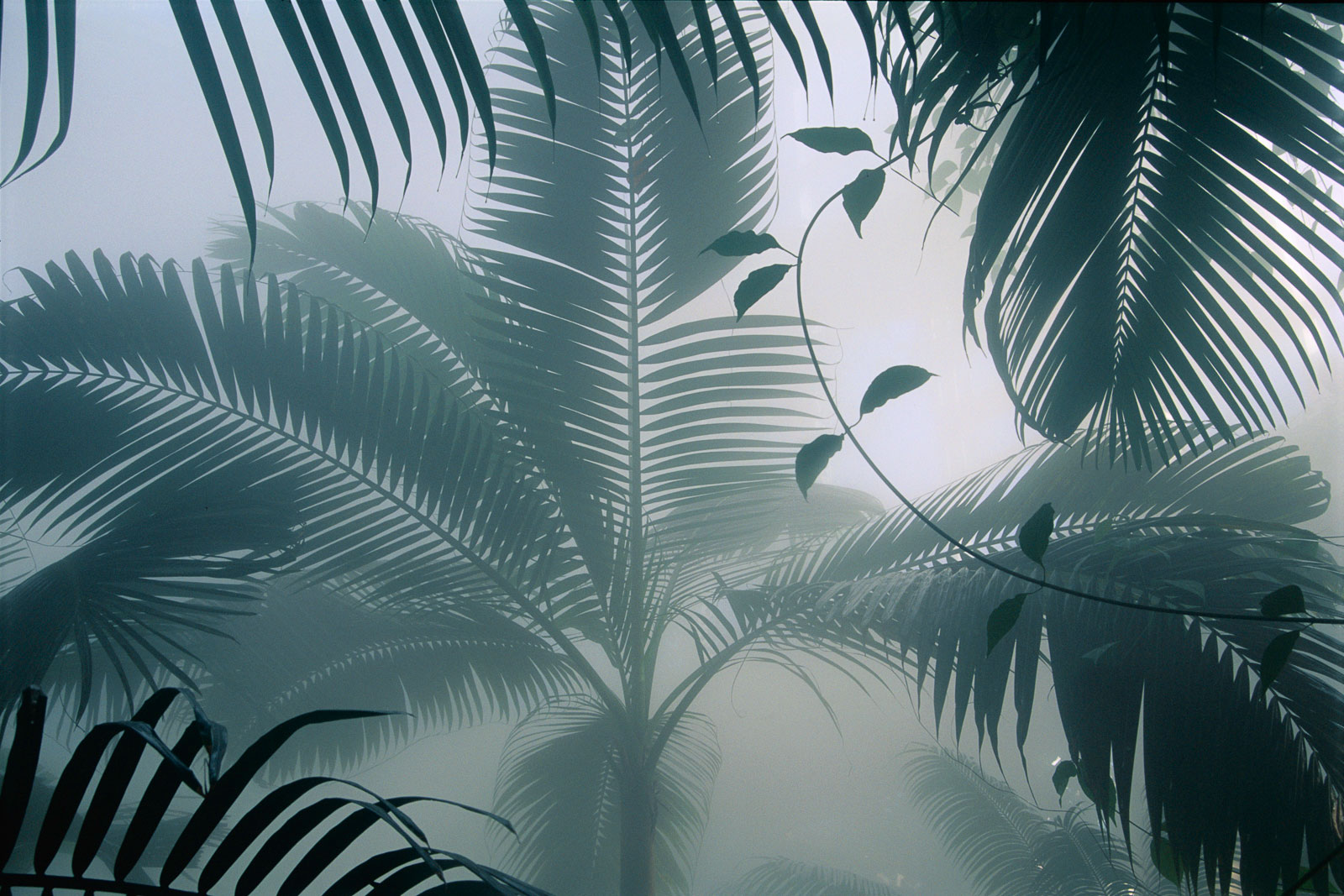 Palms in mist