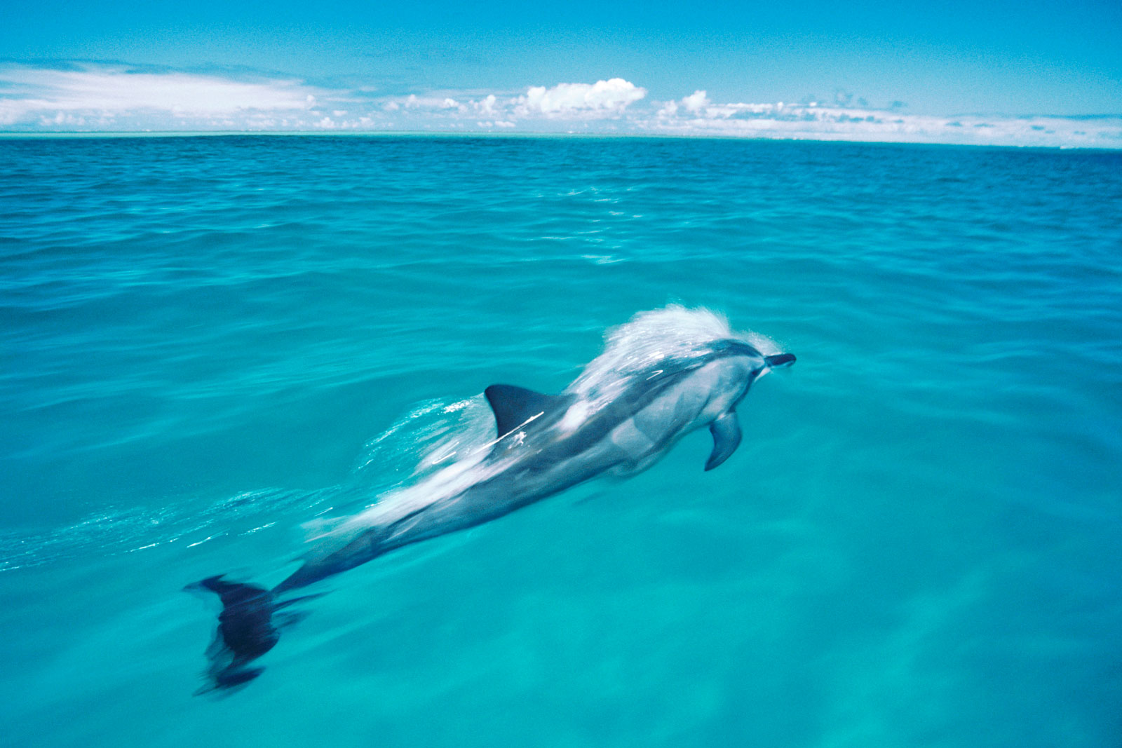 spinner dolphin, midway atoll national wildlife refuge, hawaii