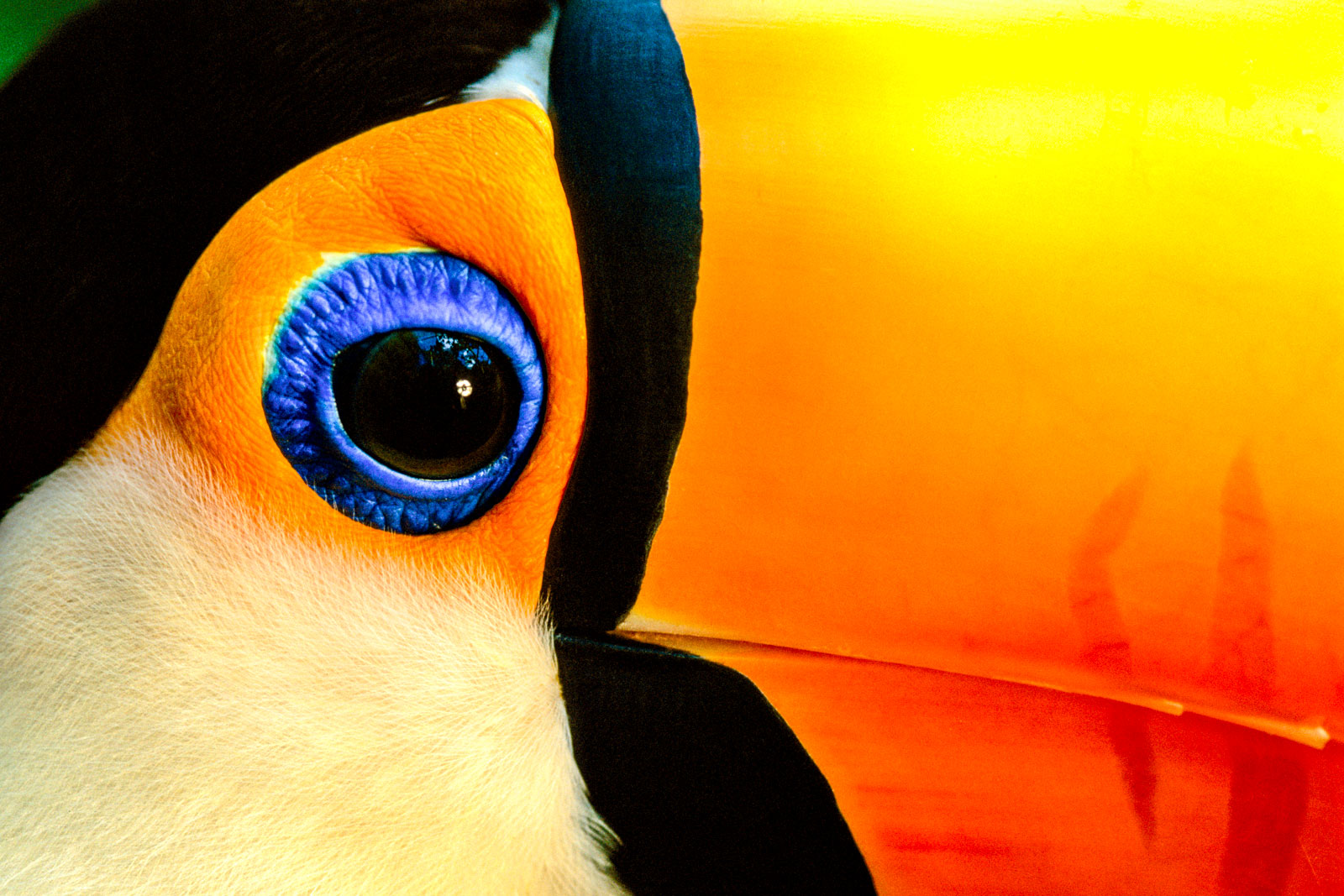 Toco toucan face, Pantanal, Brazil