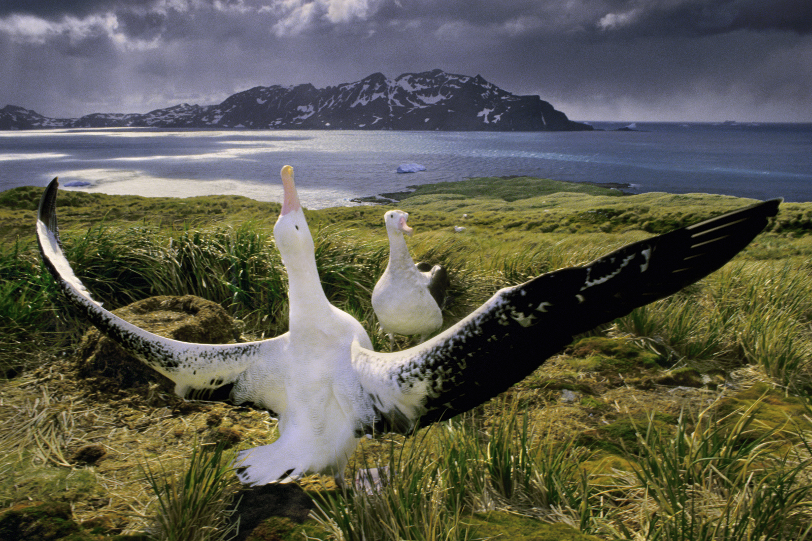 Wandering albatrosses courting, South Georgia Island