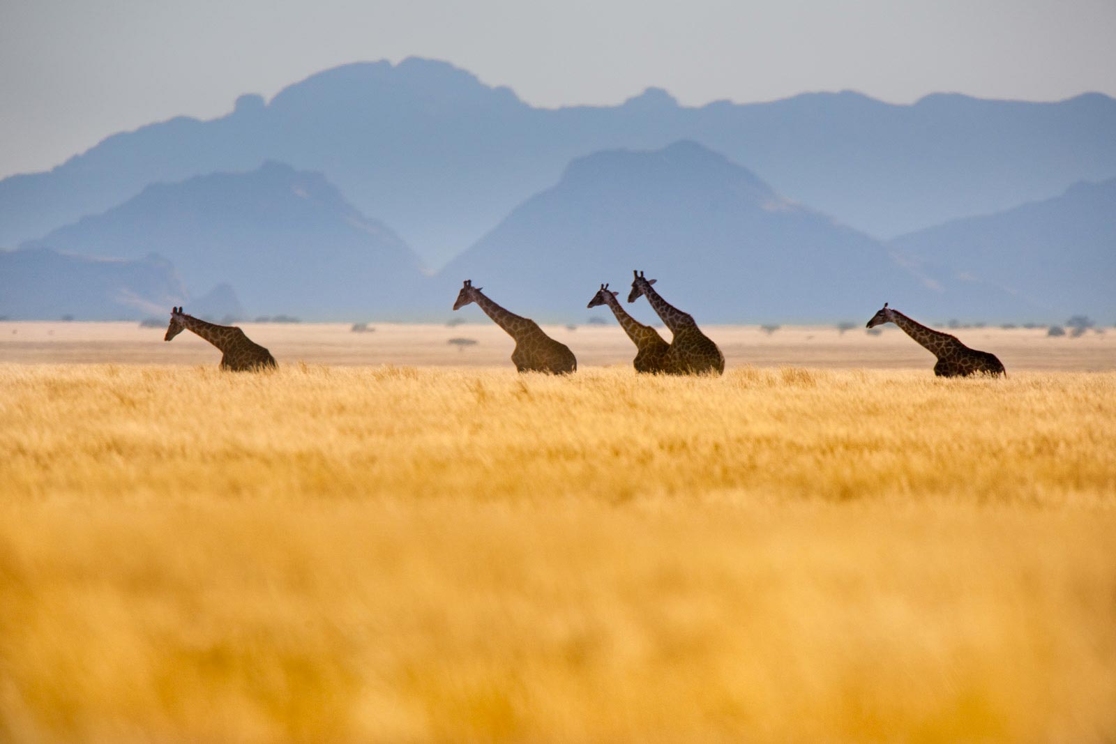 Giraffes crossing grassy plains, Namib-Naukluft National Park, Namibia