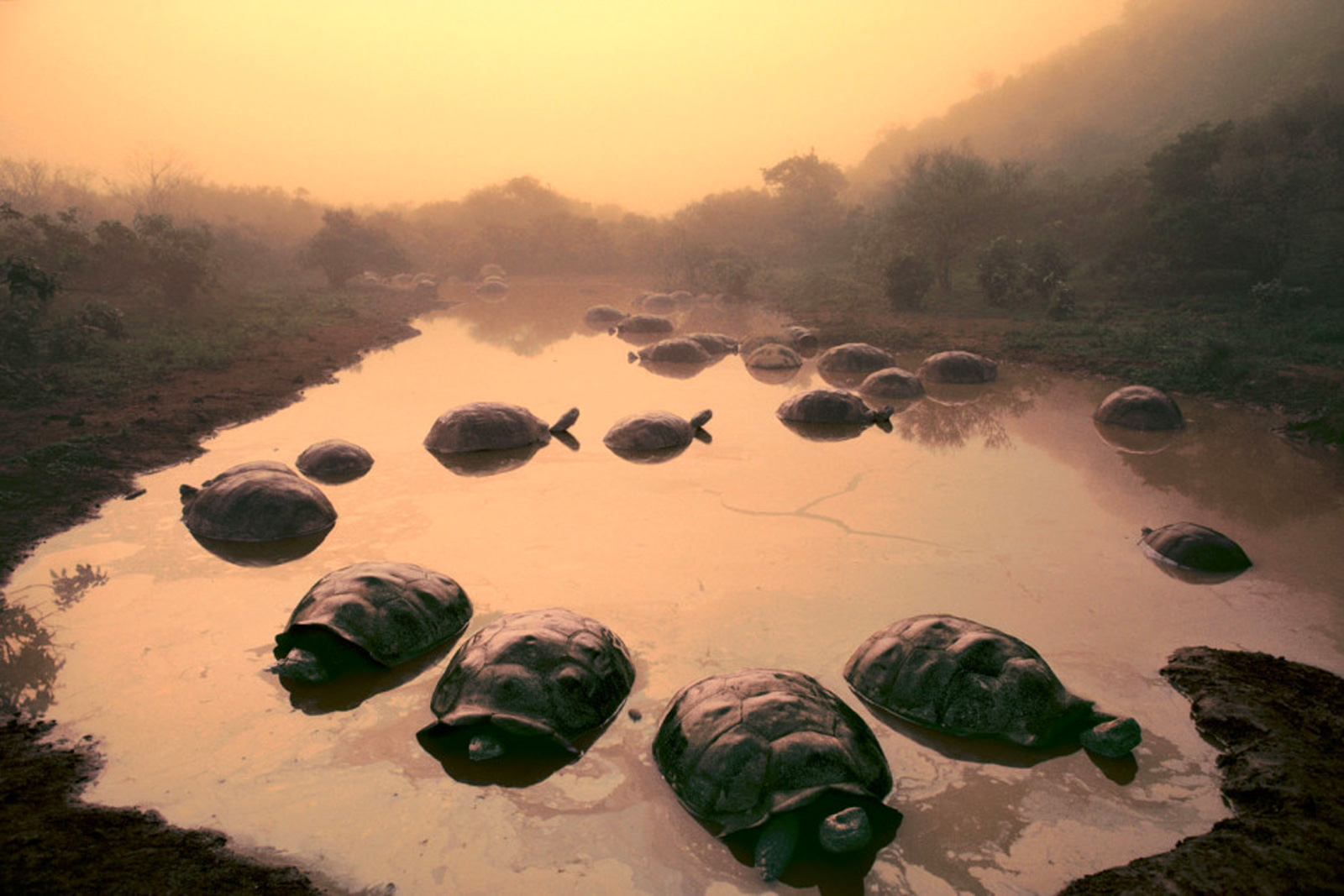 Giant tortoises in pond, Alcedo Volcano, Galapagos Islands