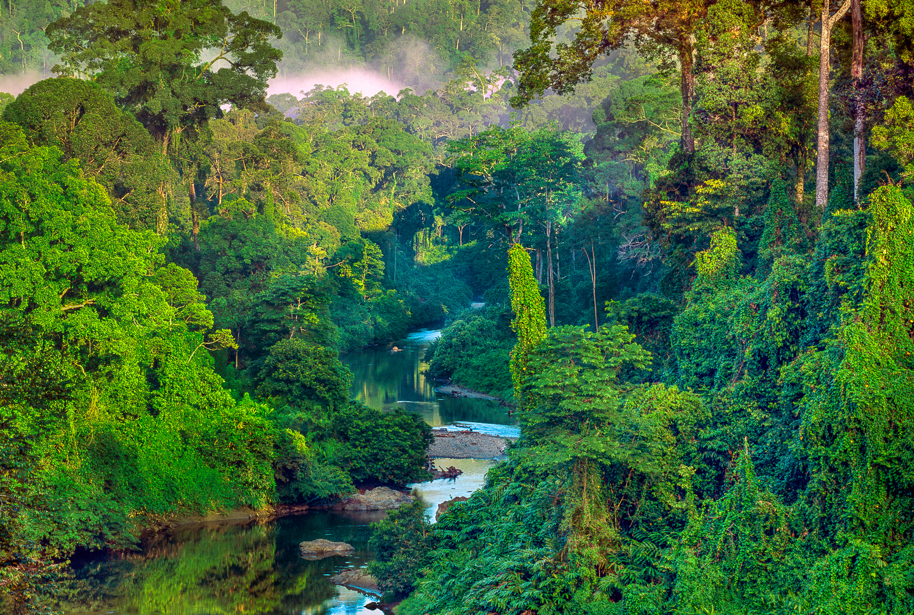 Temperate Rainforest Fine Art Photography Print