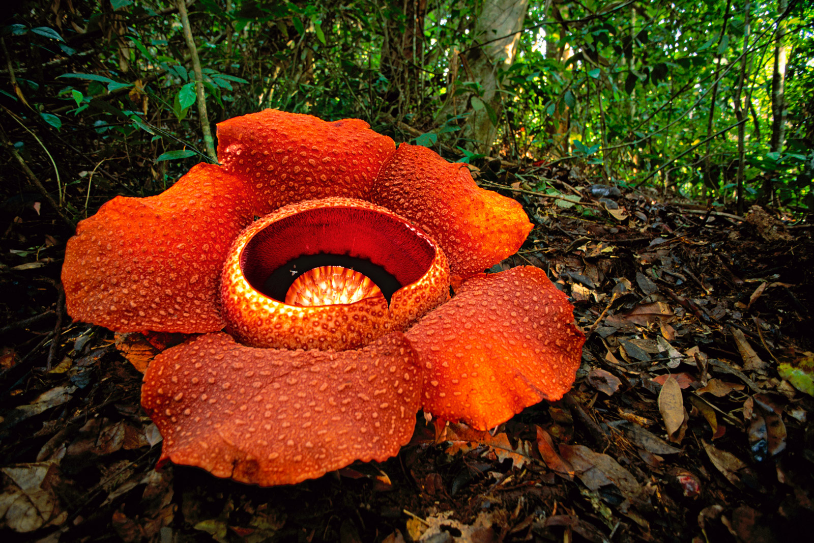 Rafflesia flower, Mt Kinabalu National Park, Sabah, Borneo