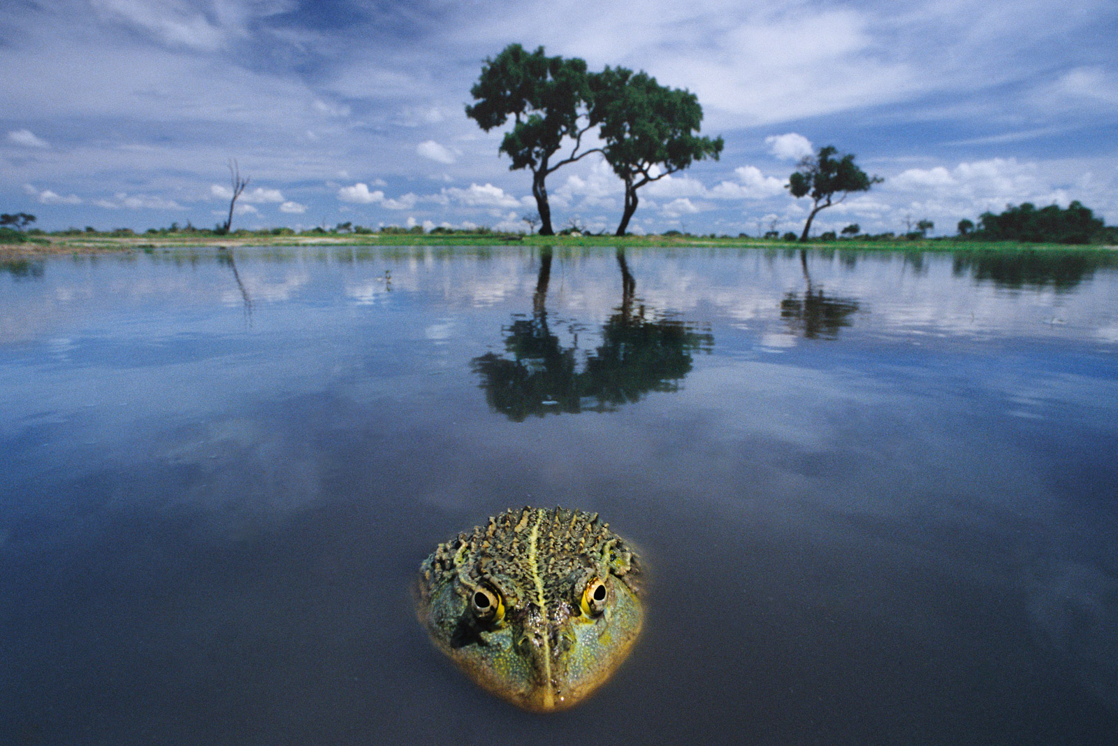 African bullfrog, Chobe National Park, Botswana