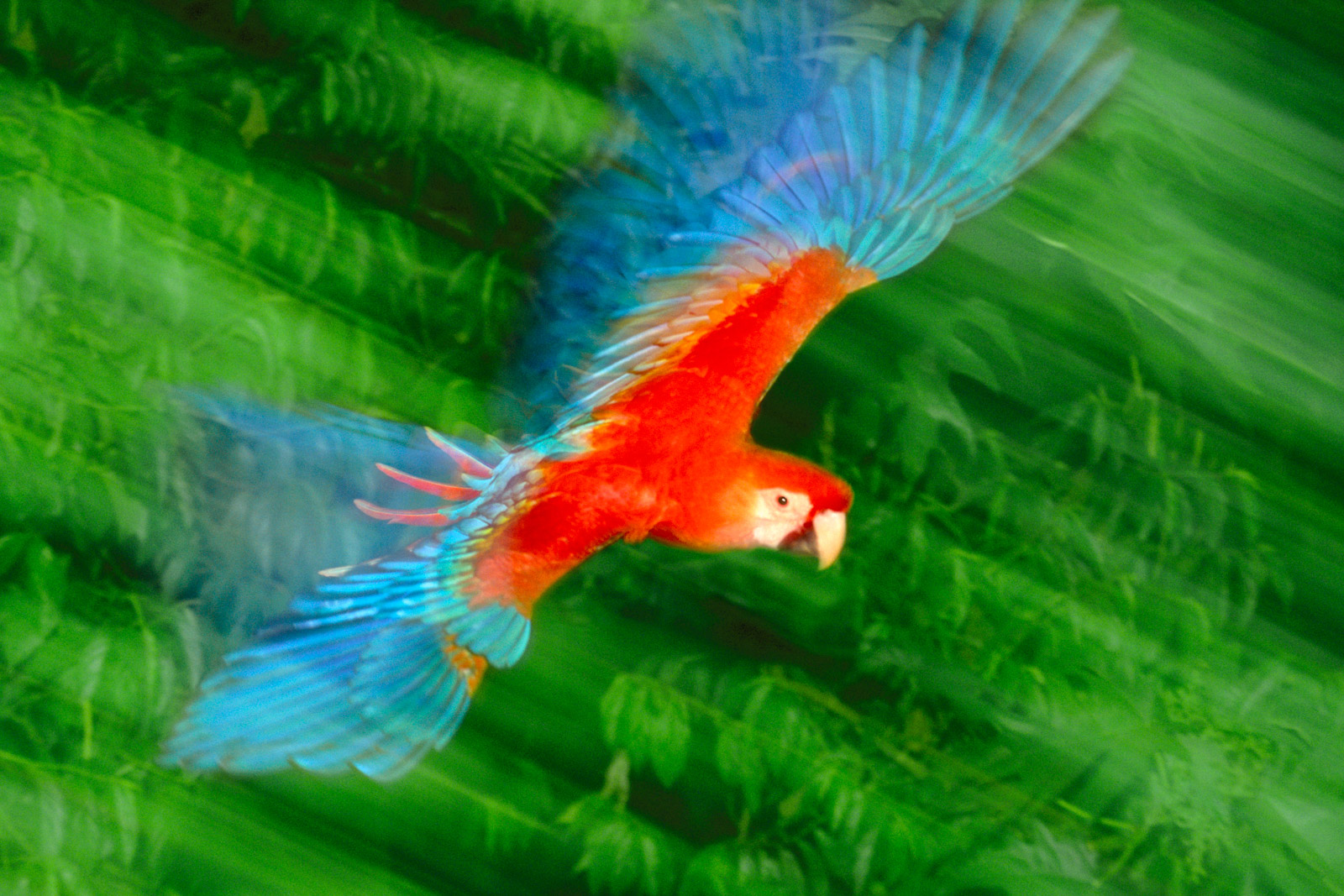 Scarlet macaw in flight, Tambopata National Reserve, Peru