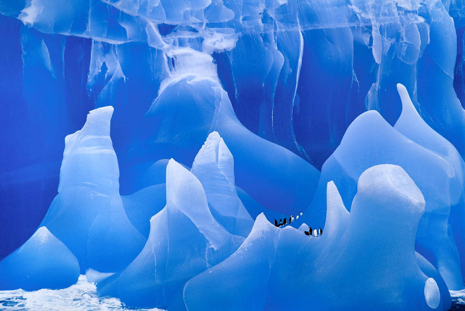 Chinstrap penguins on iceberg, Antarctica