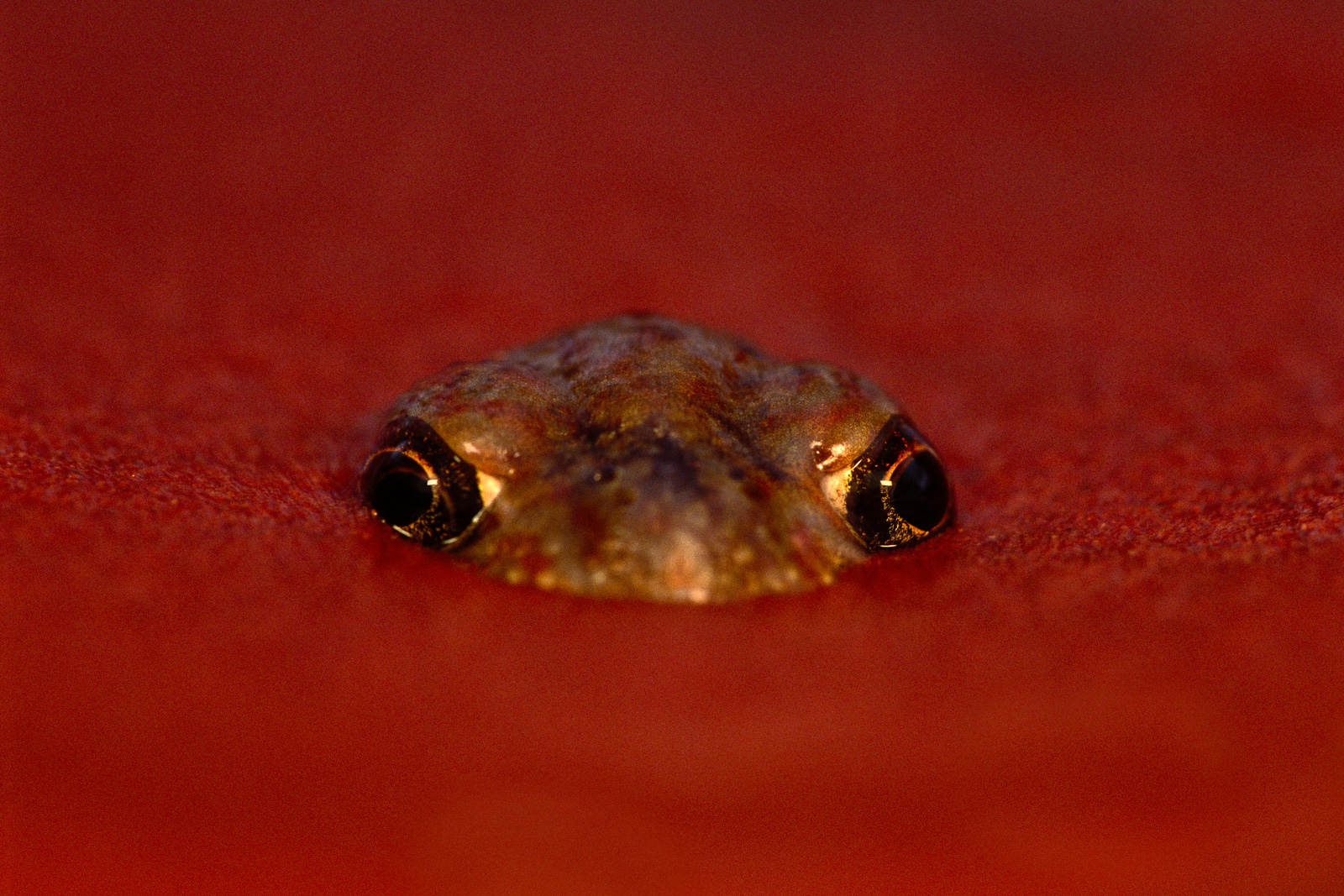 Desert spadefoot frog emerging from sand, Central Australia