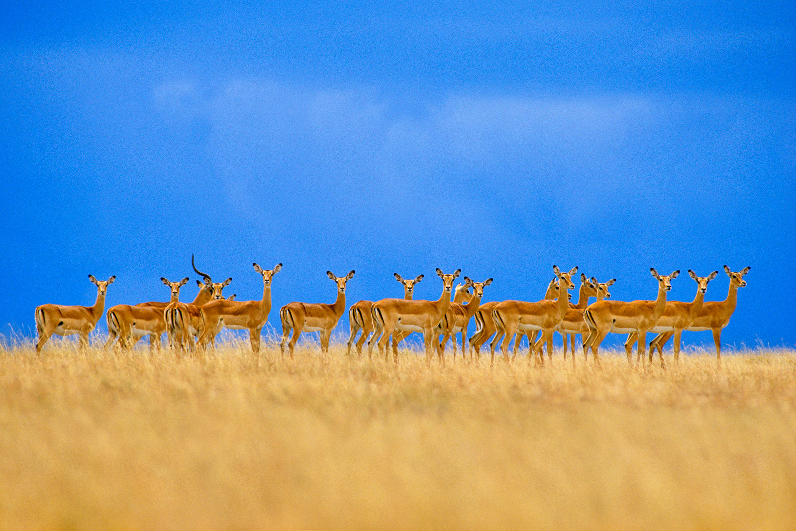 Impalas alarmed, Serengeti National Park, Tanzania
