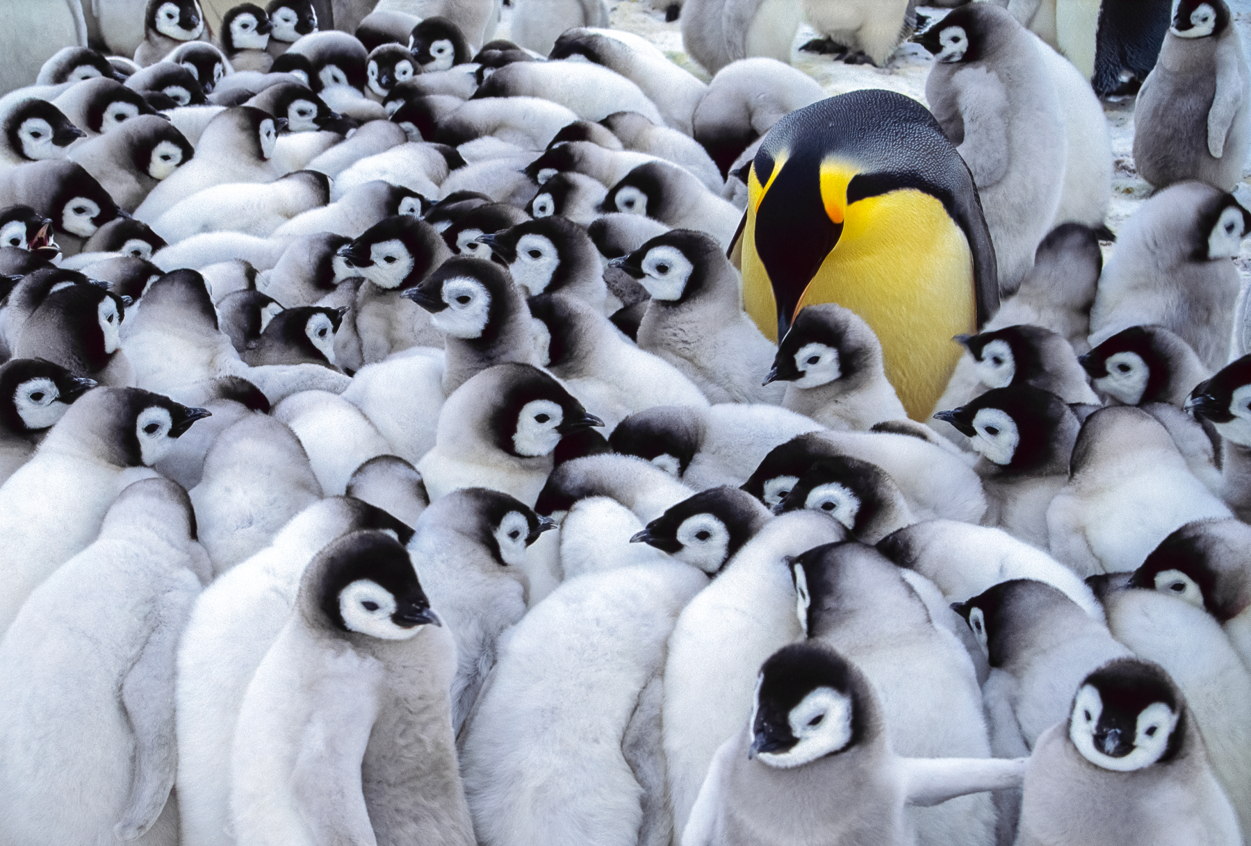 Emperor penguin huddle, Antarctica