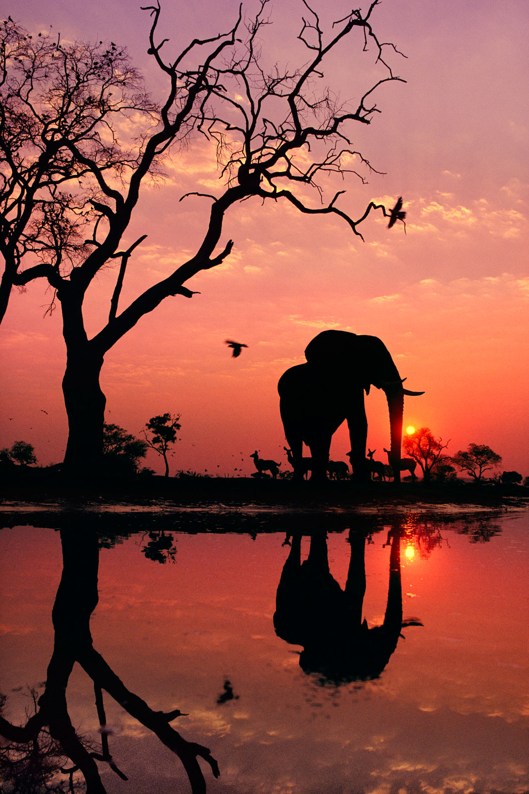 African elephant at dawn, Chobe National Park, Botswana