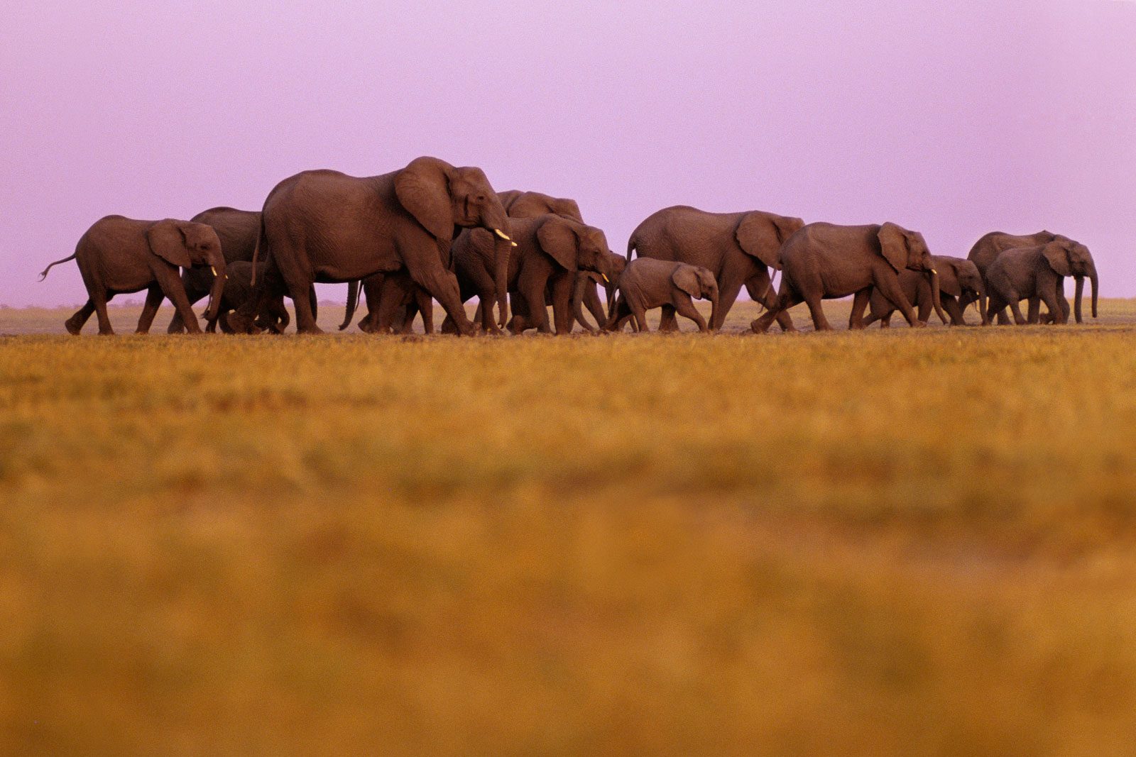 African elephants, Chobe National Park, Botswana