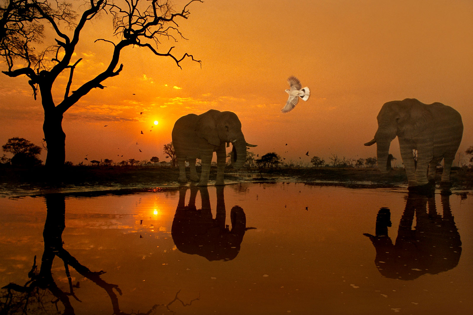 African elephants and dove at waterhole, Chobe National Park, Botswana