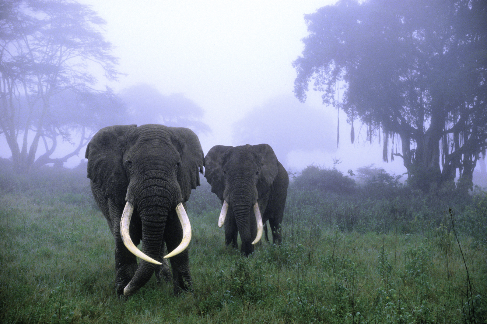 African elephants in mist, Ngorongoro Conservation Area, Tanzania