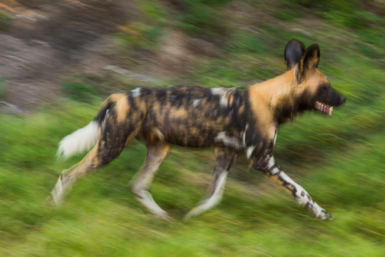 African Wild Dog running, Okavango Delta, Botswana