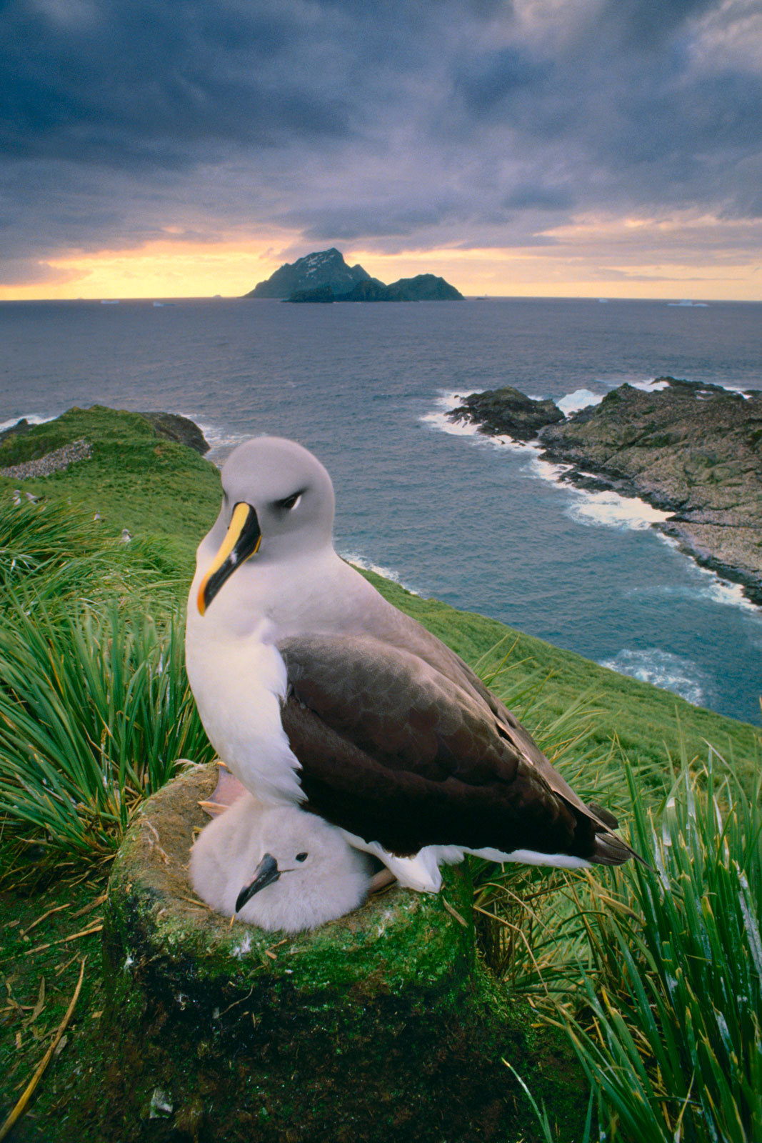 Gray-headed albatross chick, South Georgia Island