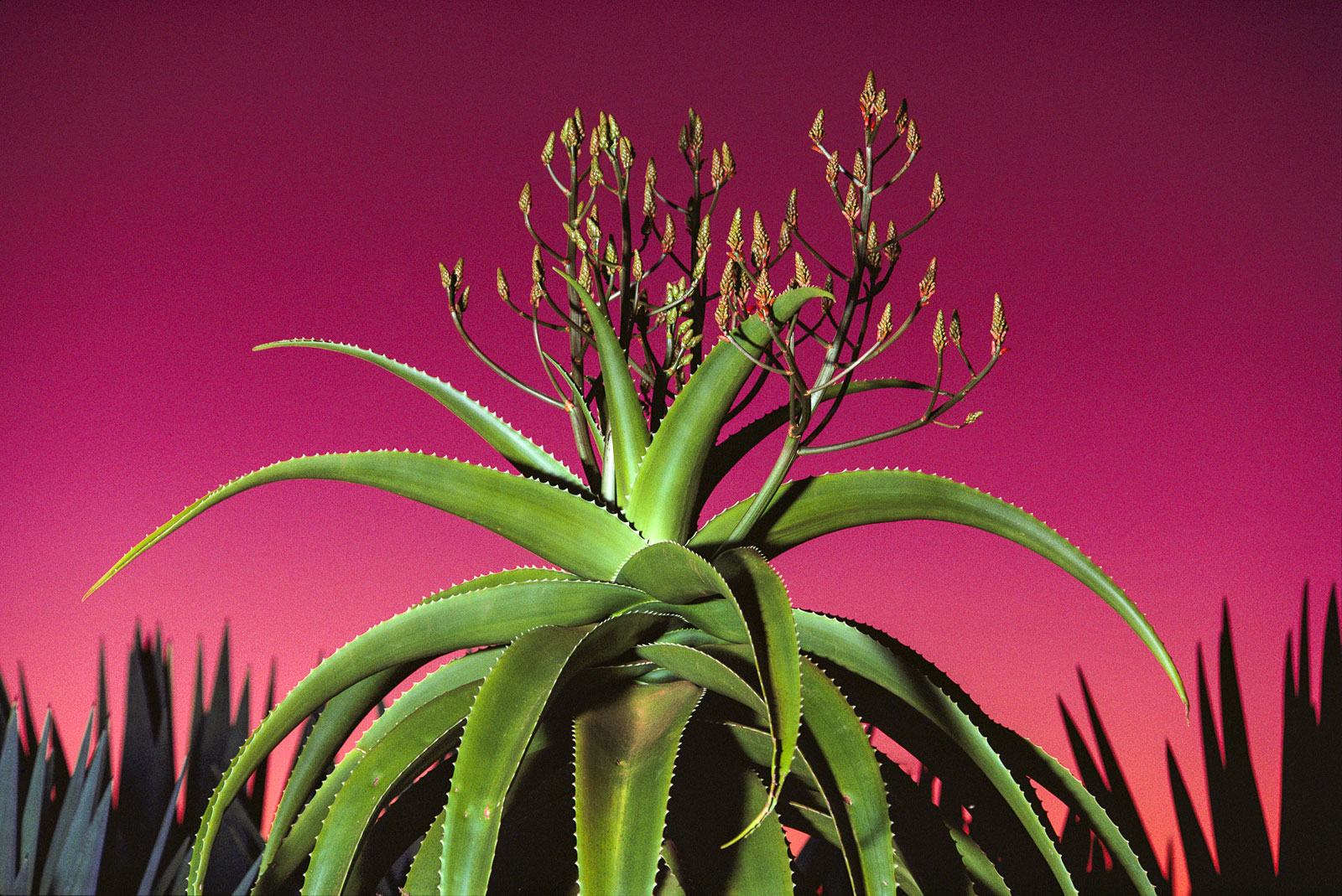 Aloe in bloom, Southern Madagascar