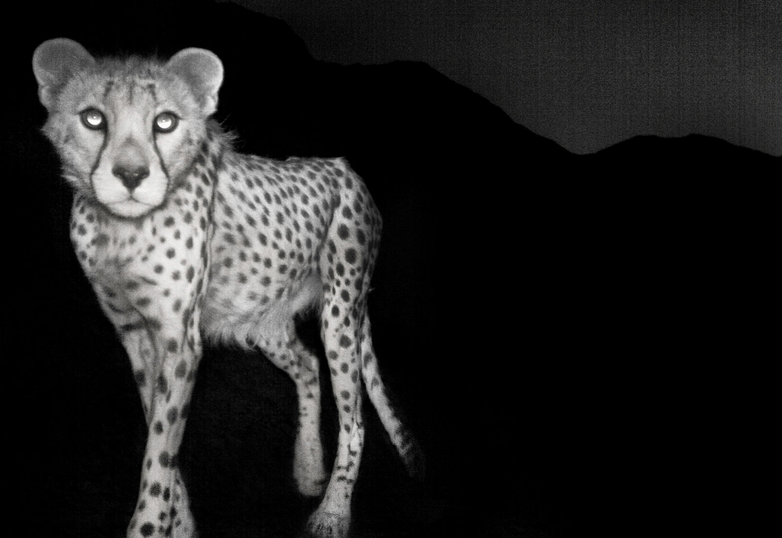 Asiatic cheetah caught by camera trap, Naybandan Wildlife Reserve, Iran