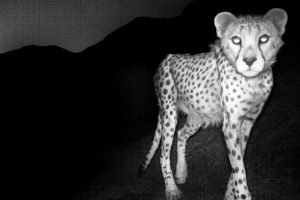 Asiatic cheetah caught by camera trap, Naybandan Wildlife Reserve, Iran