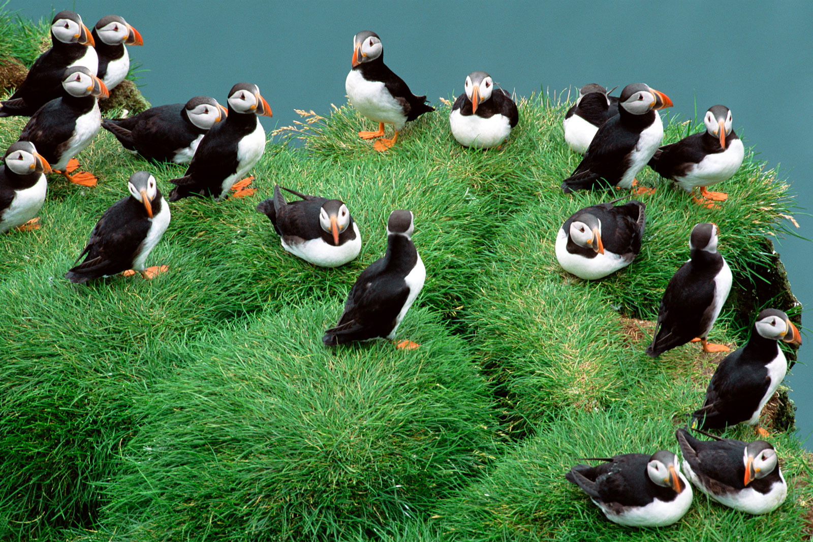 Atlantic puffins on grassy cliff, Iceland
