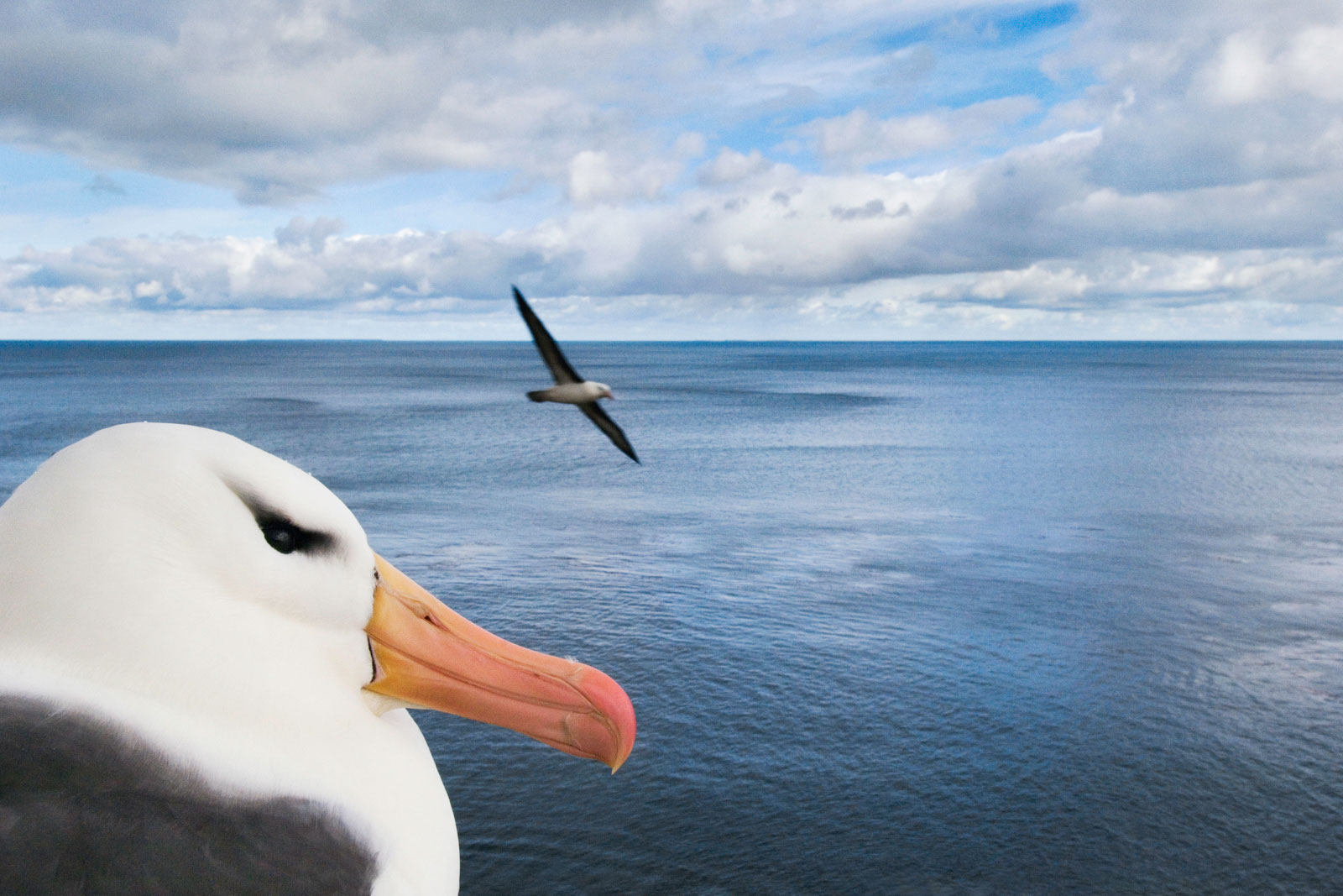 Black-browed albatross, Saunders Island, Falkland Islands