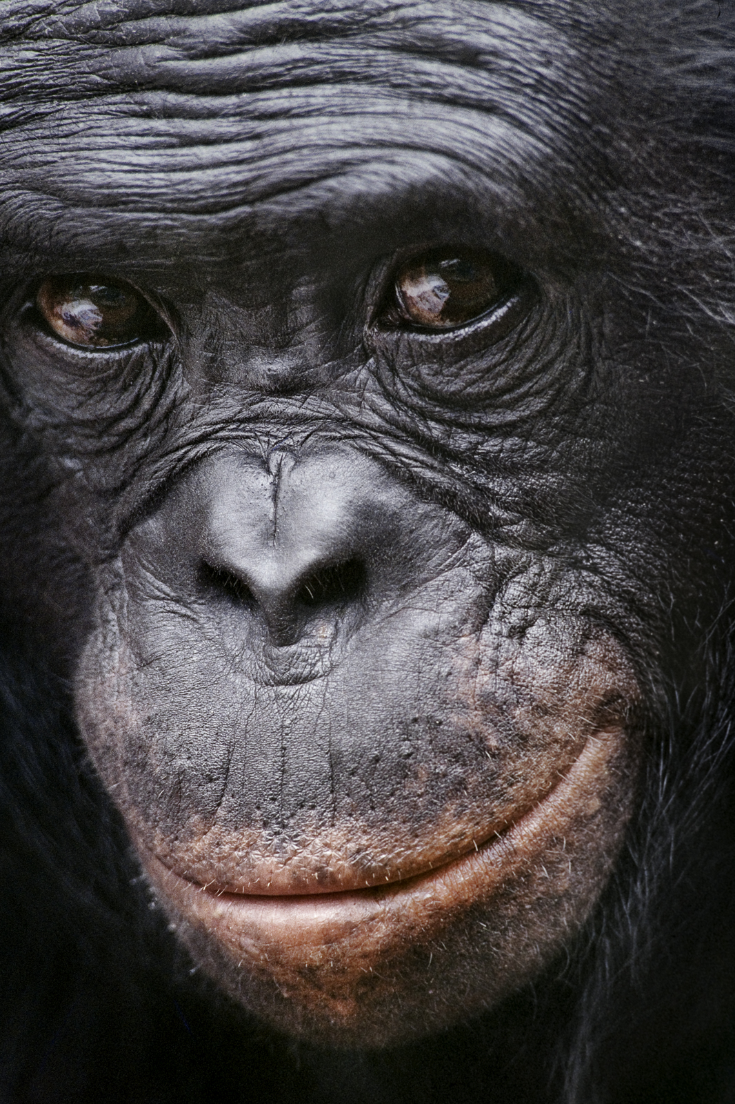 Bonobo male, Language Research Center, Georgia State University, USA