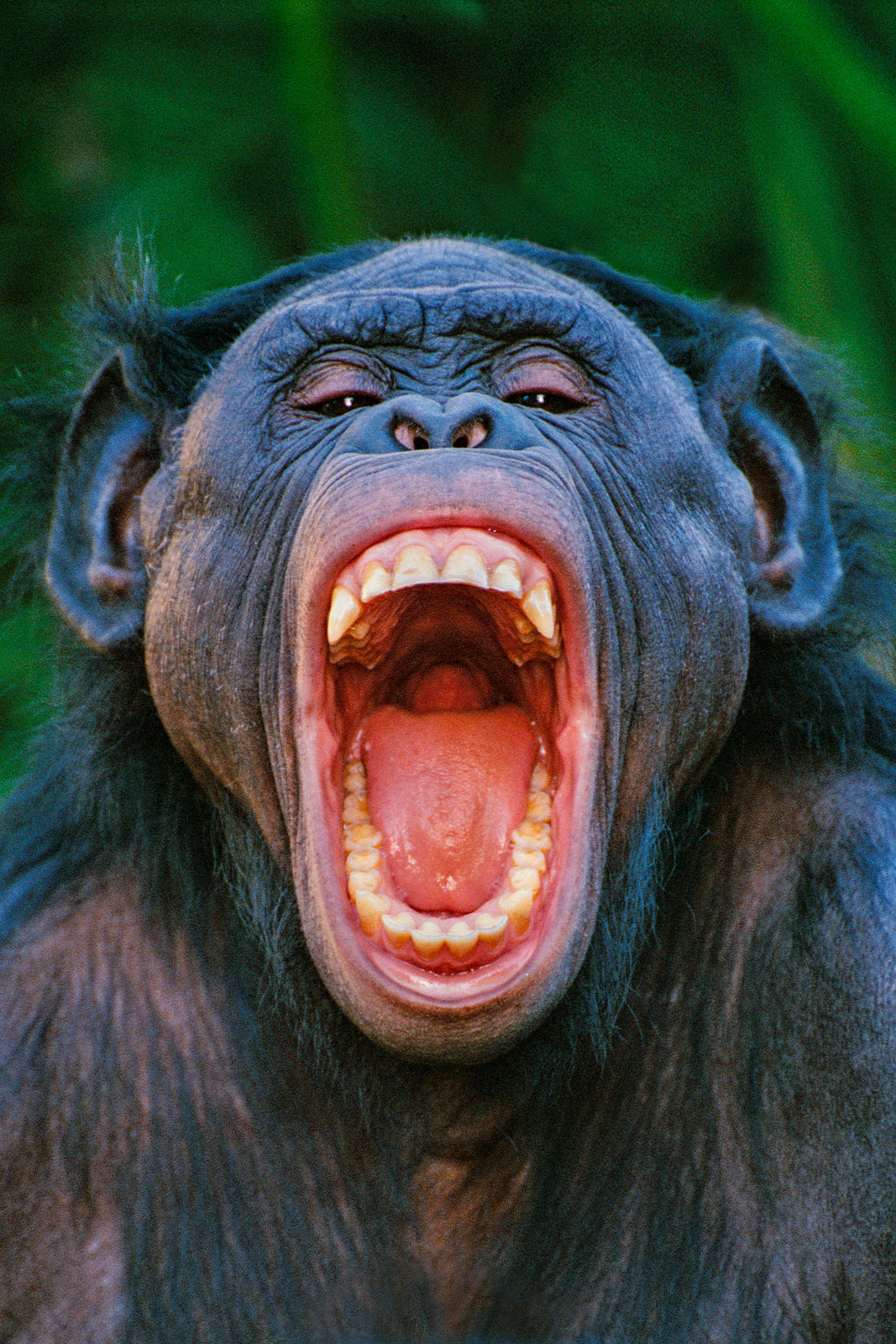Bonobo grimacing, native to Congo (DRC)