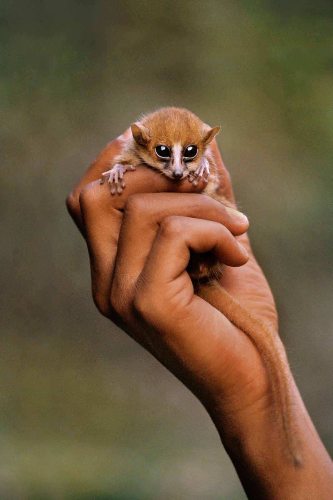 Brown mouse lemur in man's hand, Madagascar
