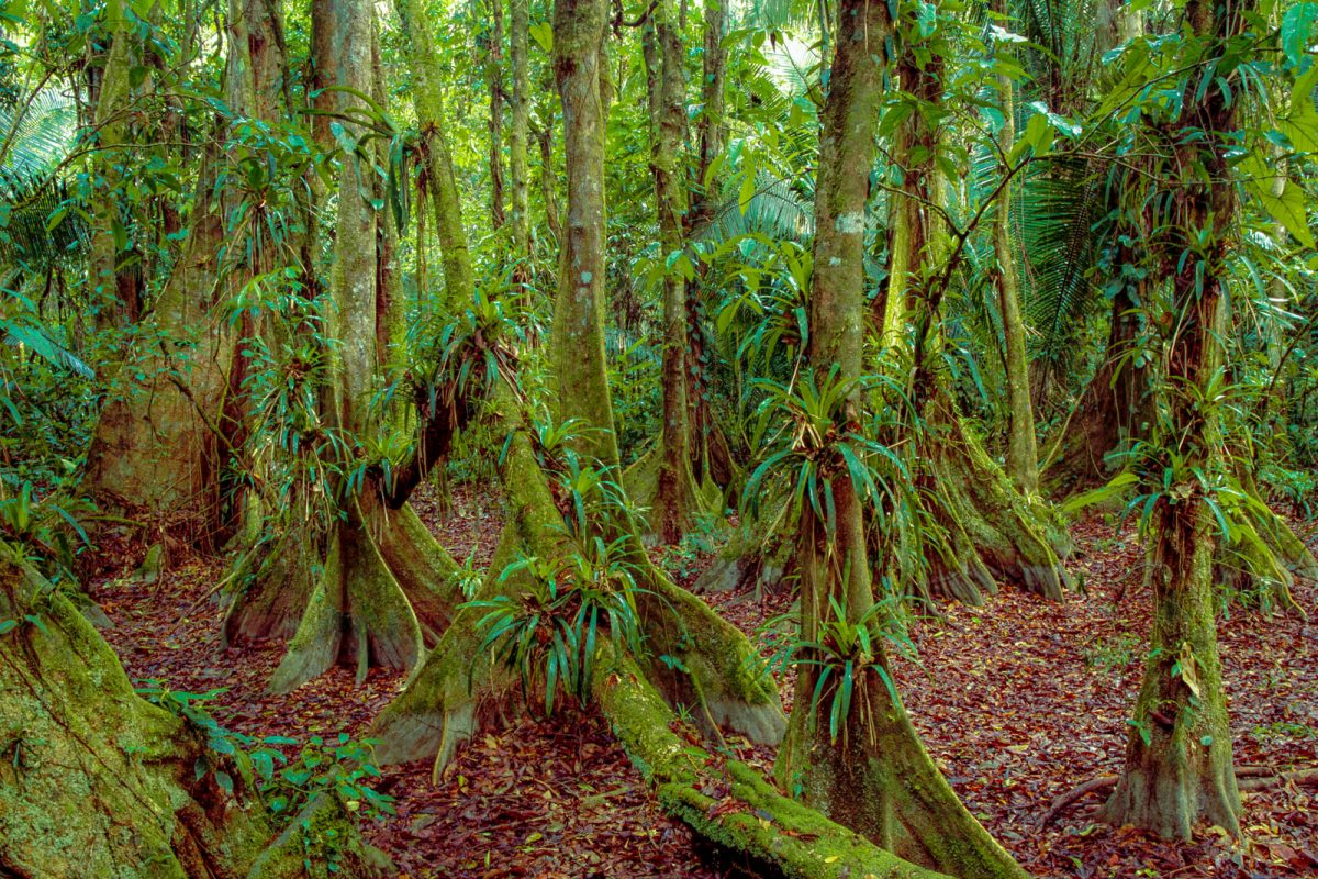 Frans Lanting Studio | Jungles