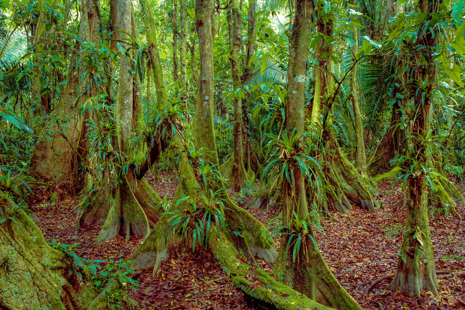 Buttressed trees, Cockscomb Basin Wildlife Sanctuary, Belize