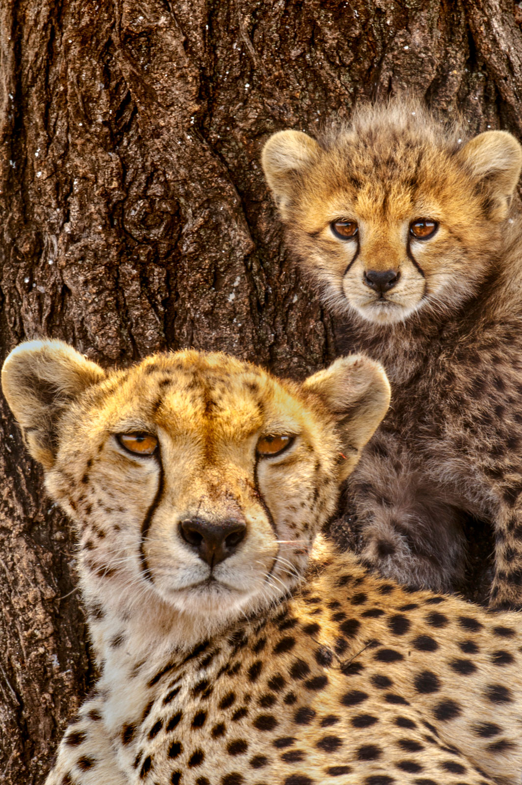 Cheetah mother with cub named Almond, Serengeti National Park, Tanzania