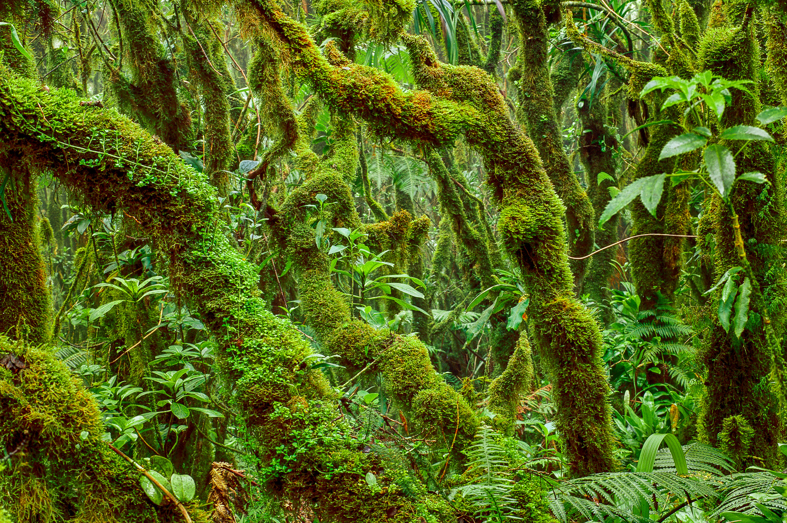 Mossy rainforest, Kamakou Preserve, Molokai, Hawaii, USA