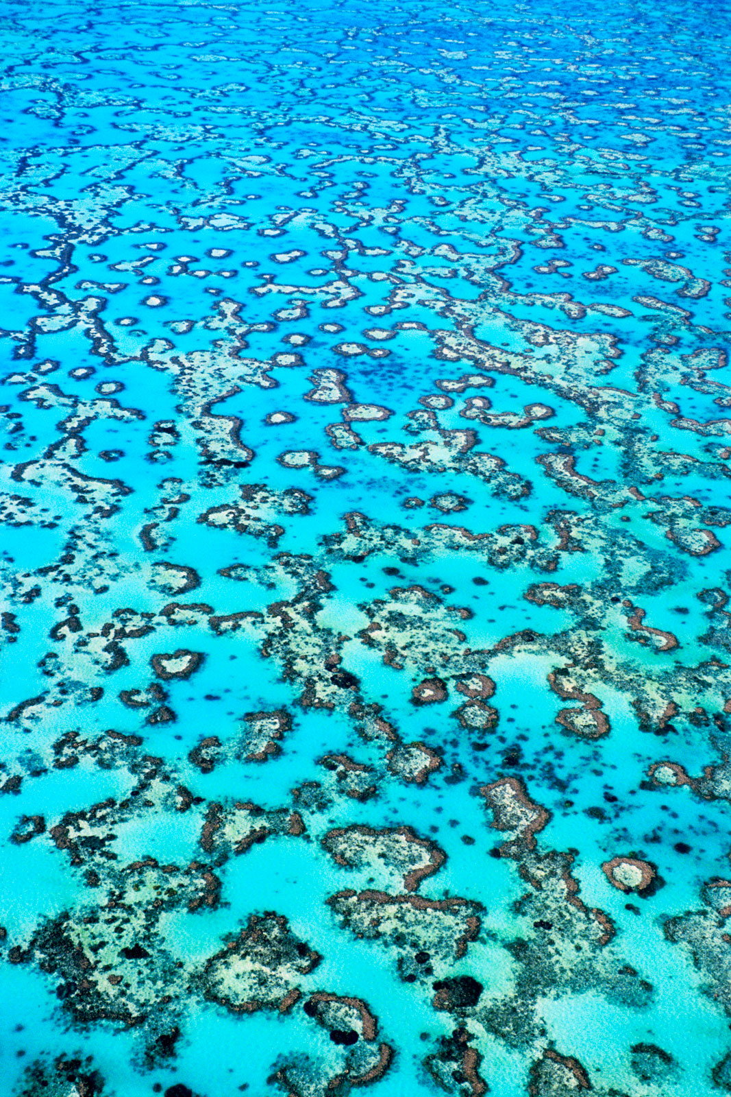 Coral reefs, Great Barrier Reef, Australia