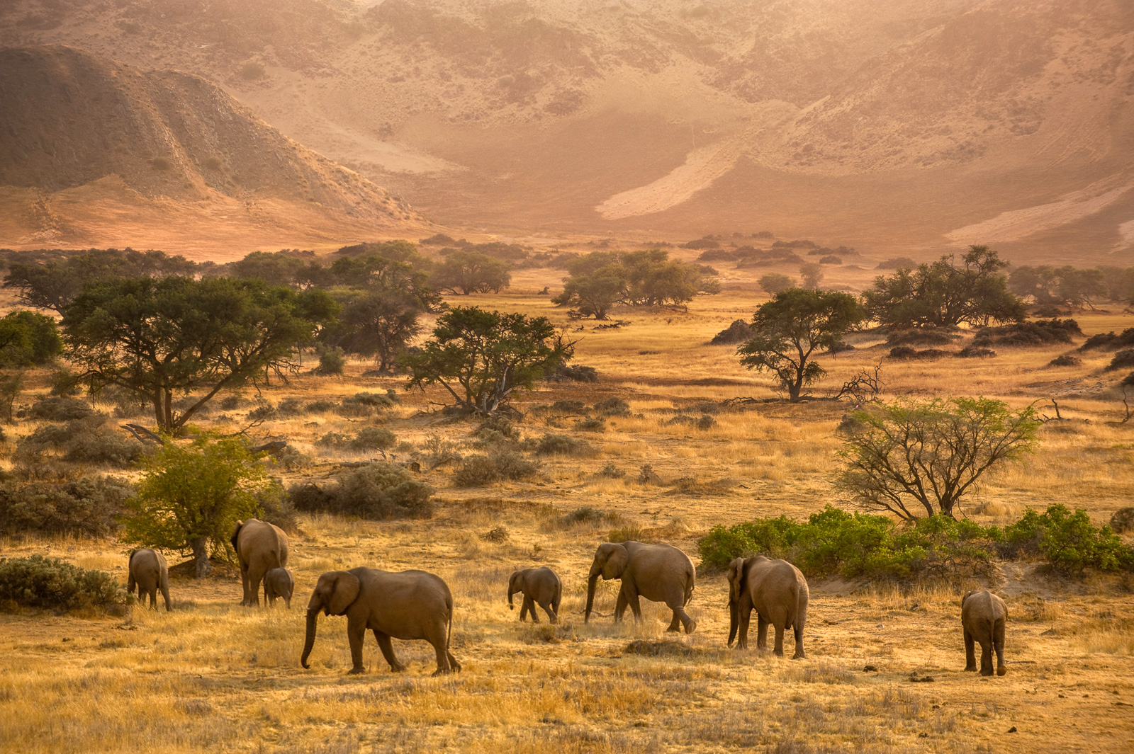 Desert elephants, Huab River, Torra Conservancy, Damaraland, Namibia
