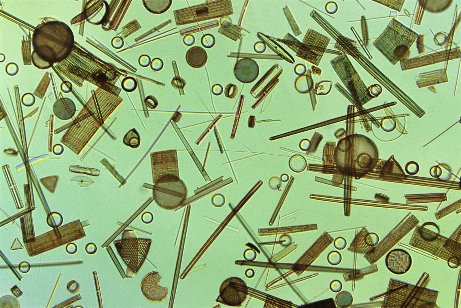 Diatoms, Farlow Herbarium, Harvard University, USA
