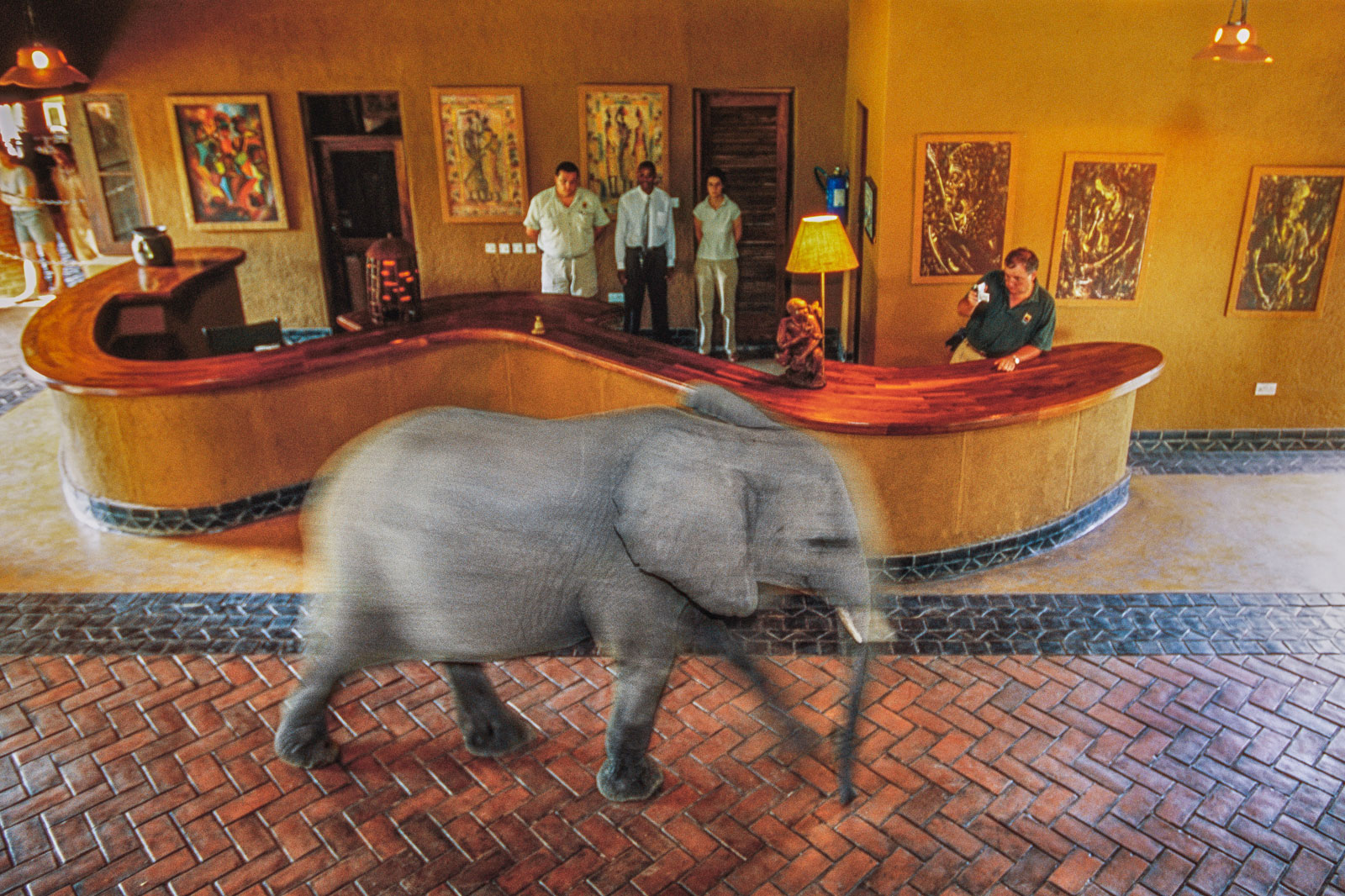 Elephant walking through lobby to its favorite mango tree, Luangwa Valley Lodge, Zambia