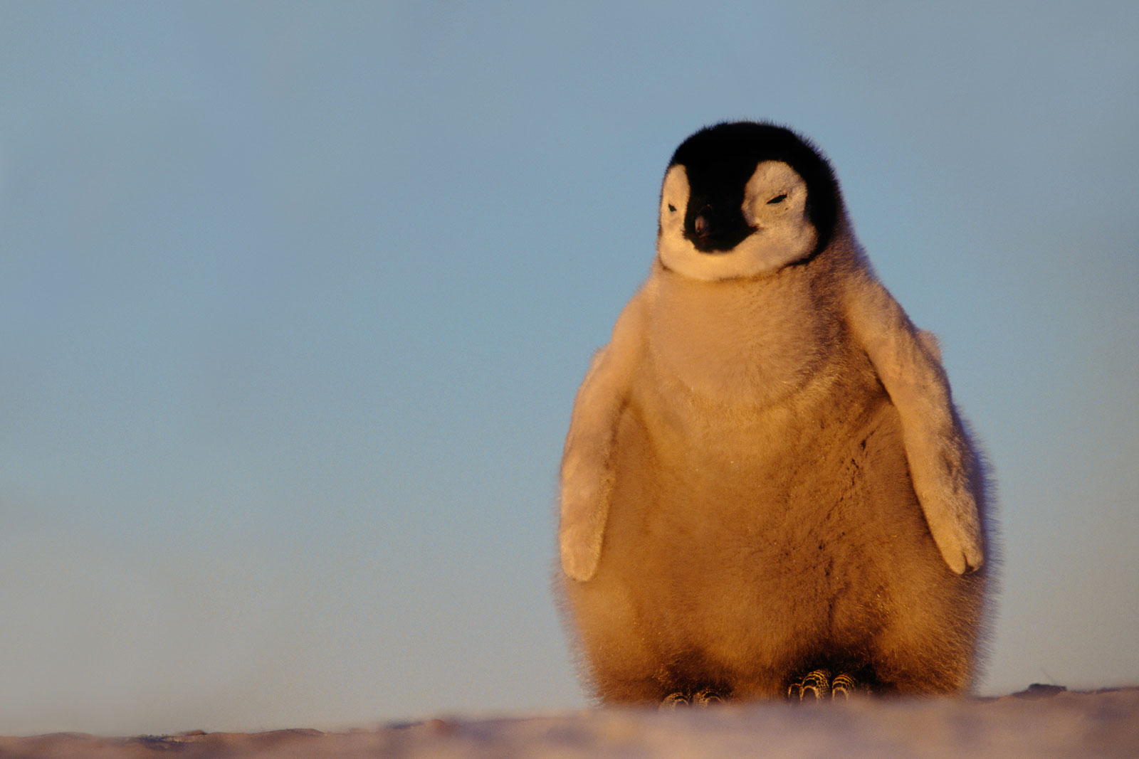 Emperor penguin chick, Antarctica
