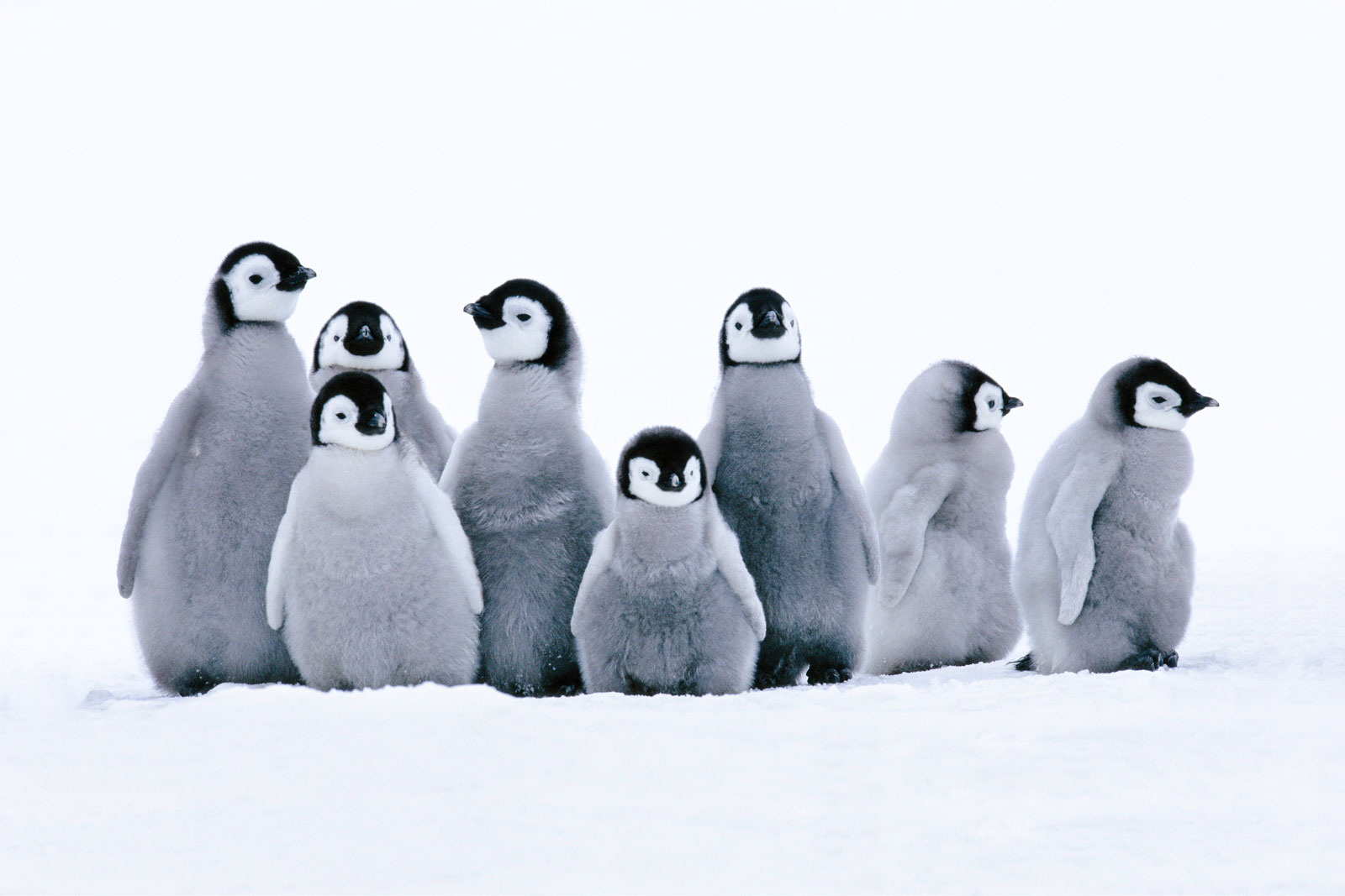 Emperor penguin chicks, Weddell Sea, Antarctica