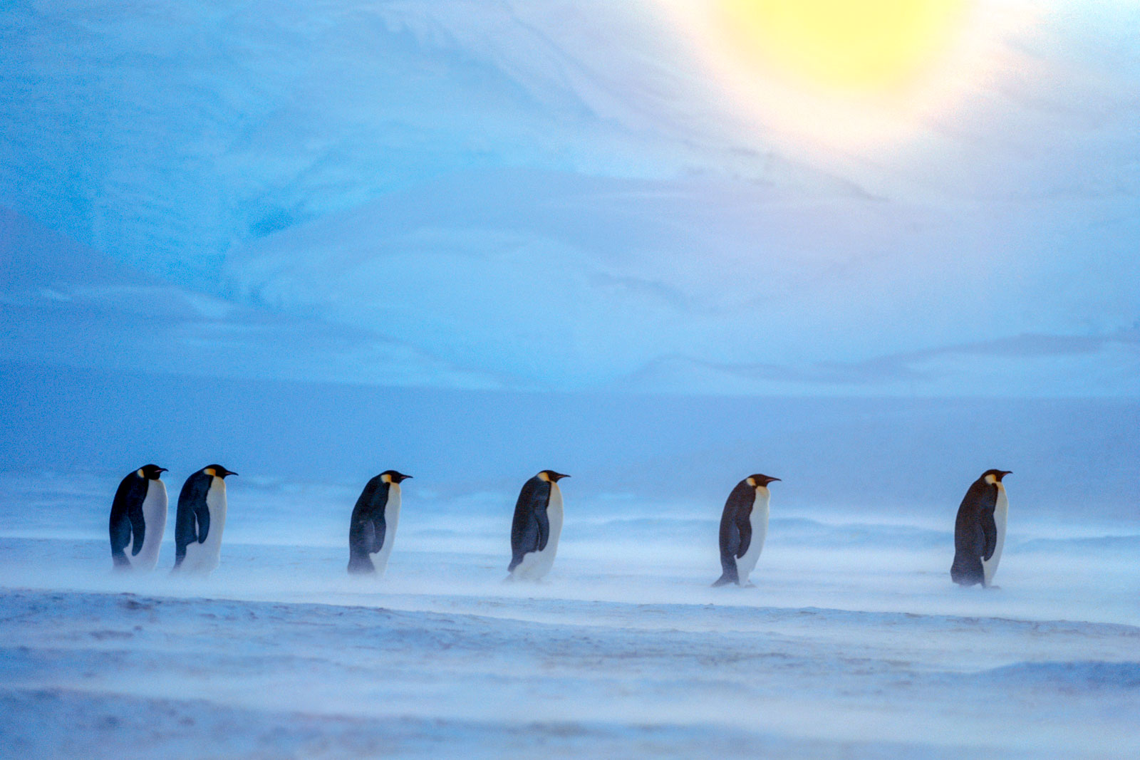 Emperor penguins in blizzard, Weddell sea, Antarctica