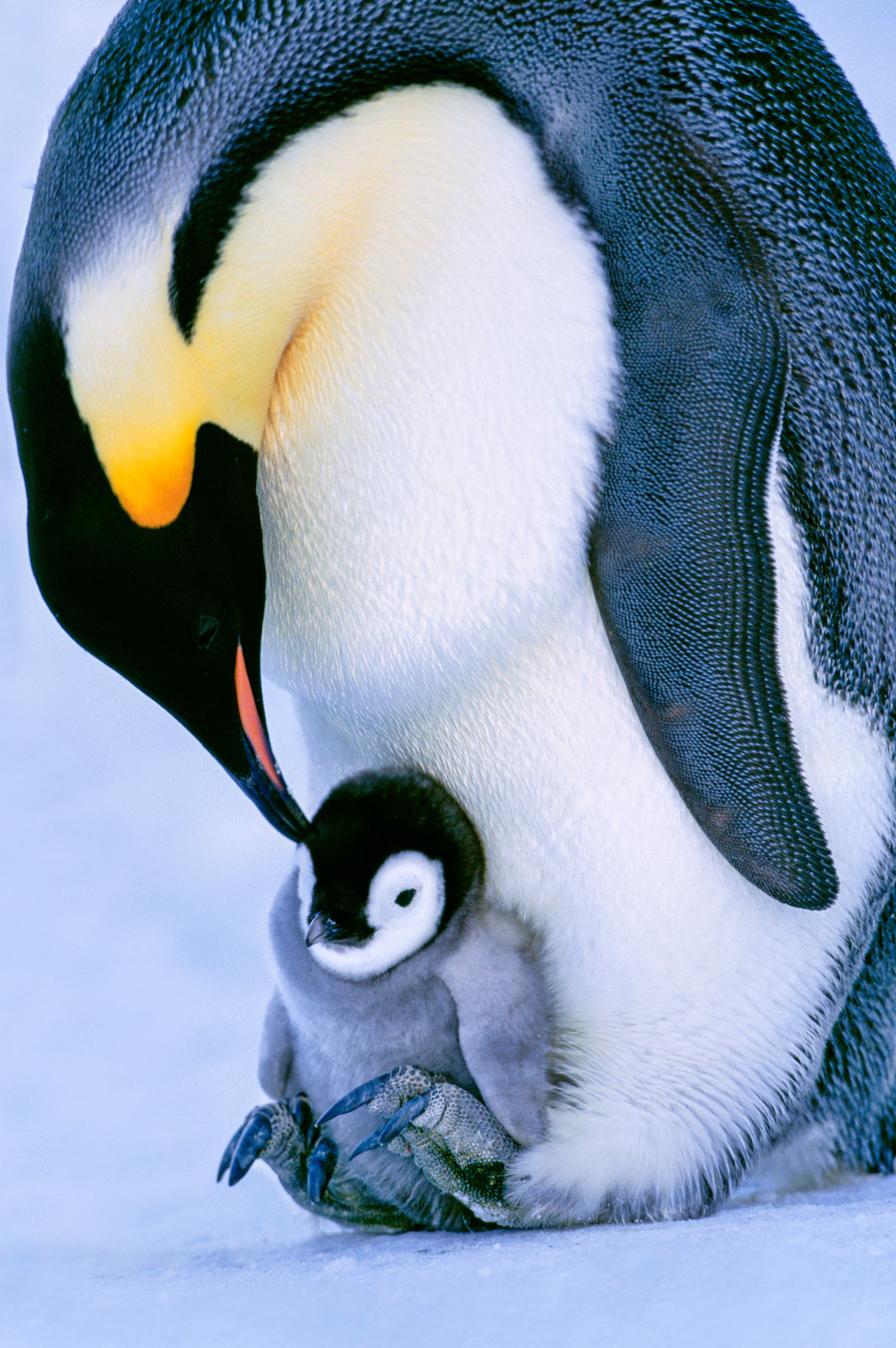 Emperor penguin with chick on feet, Weddell Sea, Antarctica