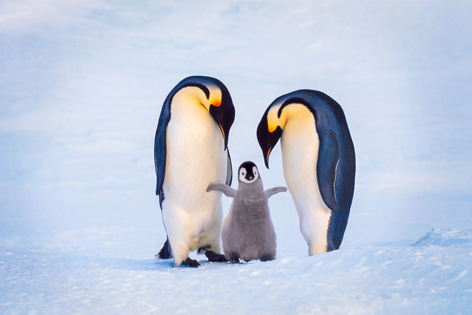 Emperor penguin family, Antarctica