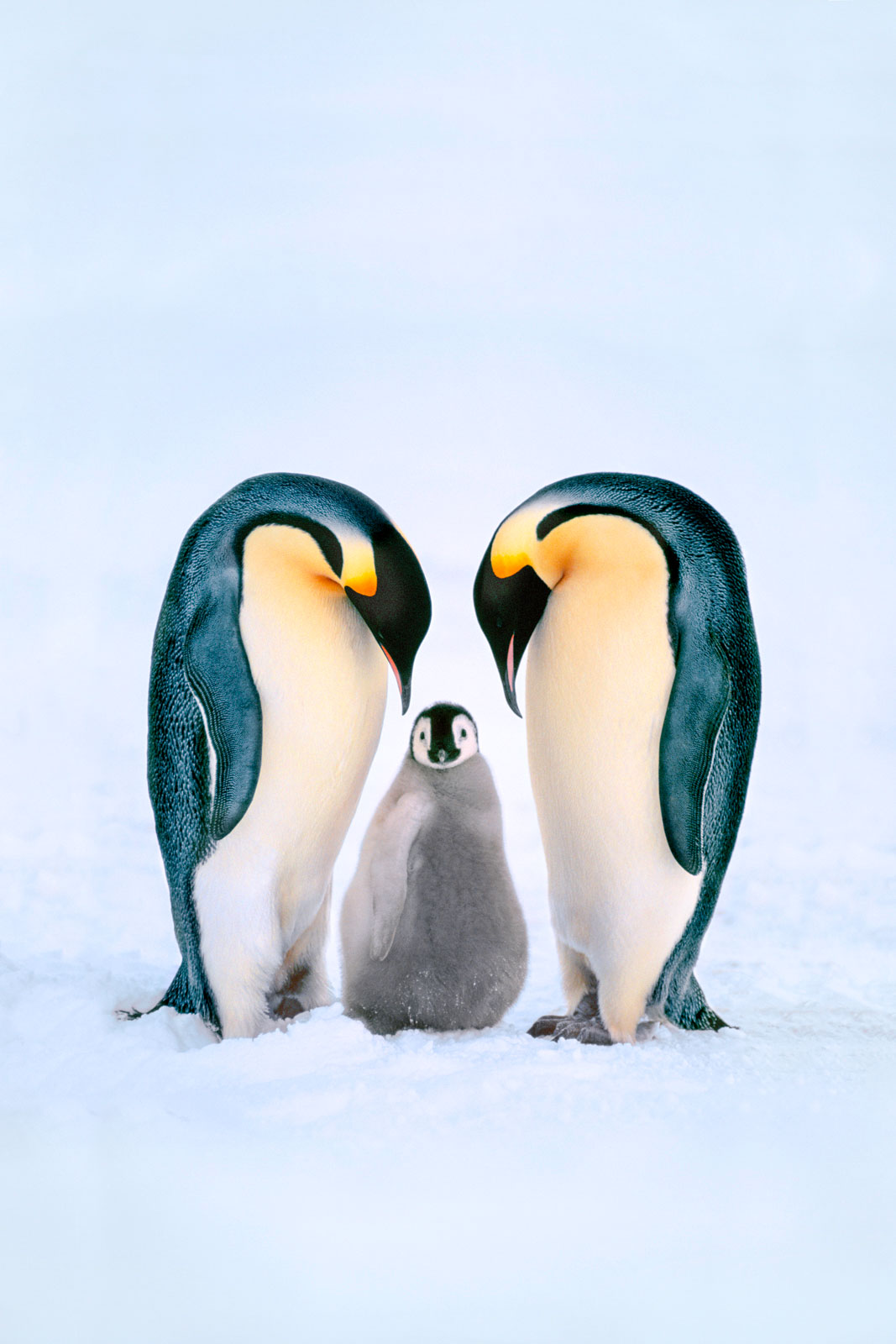 Emperor penguin family, Antarctica